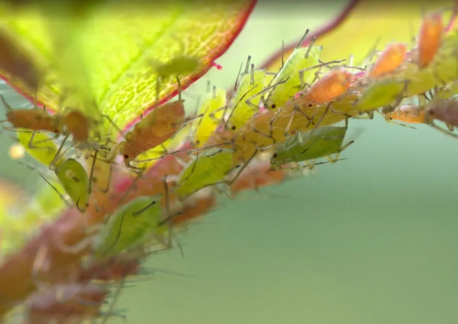 Blattläuse bekämpfen: Blattlaus Befall an Triebspitzen und Blattunterseiten erkennen