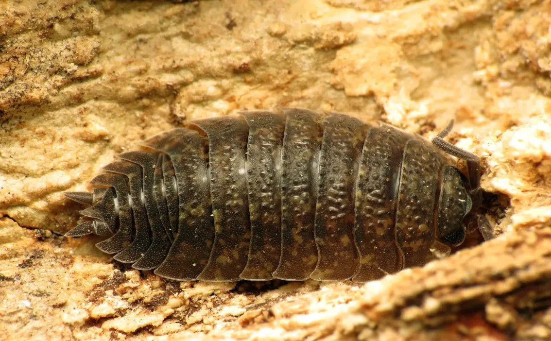 Asseln Bekämpfen: Effektive Umweltfreundliche Strategien für Ihren Garten - Green Guardia - Ihr Experte für Schädlinge und Pflanzen