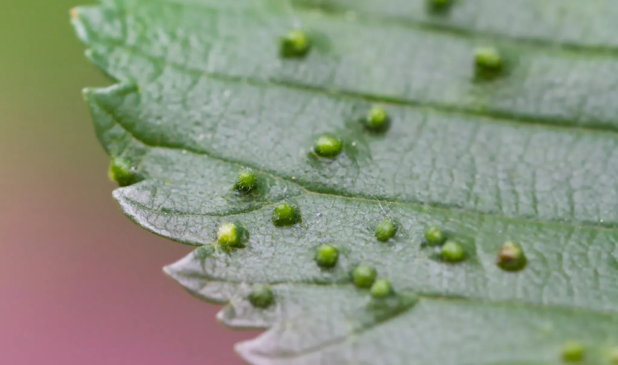 Modermilben effektiv bekämpfen: Natürliche Methoden und nachhaltige Prävention - Green Guardia - Ihr Experte für Schädlinge und Pflanzen