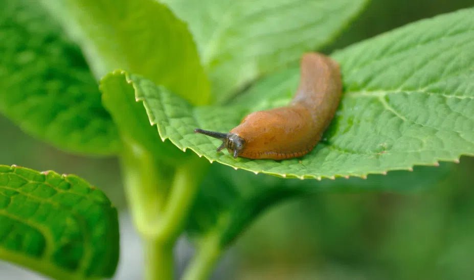 Nacktschnecken im Garten: Effektive und natürliche Bekämpfungsmethoden - Green Guardia - Ihr Experte für Schädlinge und Pflanzen
