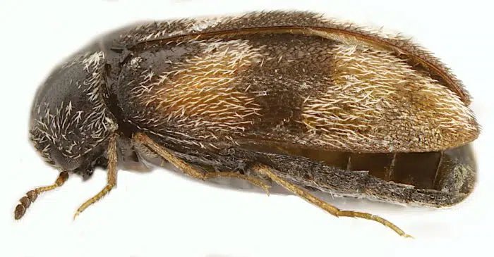 Schutz vor Berlinkäfern: Natürliche Methoden zur Bekämpfung und Vorbeugung - Green Guardia - Ihr Experte für Schädlinge und Pflanzen