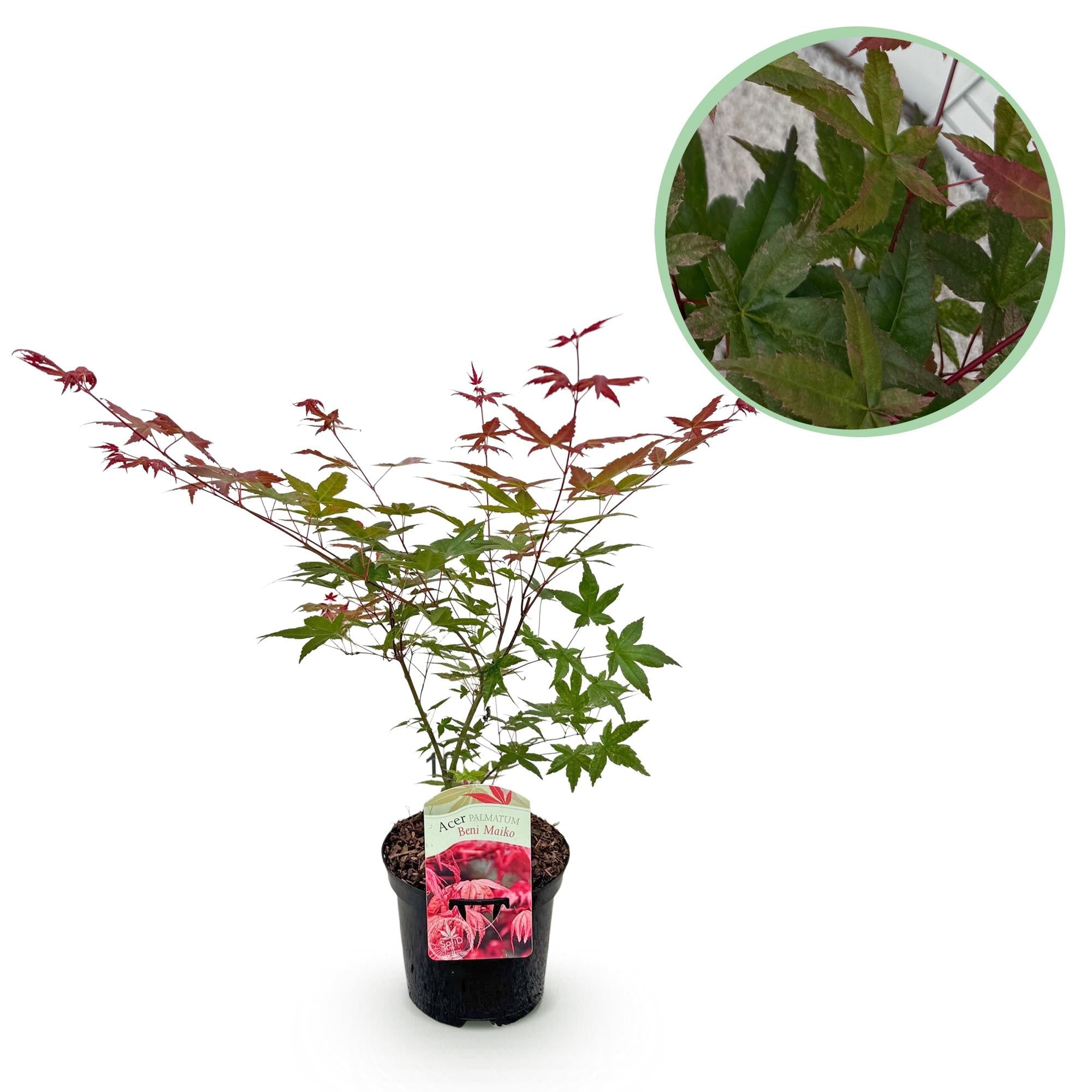 Acer Palmatum ‘Beni Maiko’ – Japanischer Ahorn, laubabwerfend – 19 cm Topf, 70 cm hoch - Green Guardia - Ihr Experte für Schädlinge und Pflanzen
