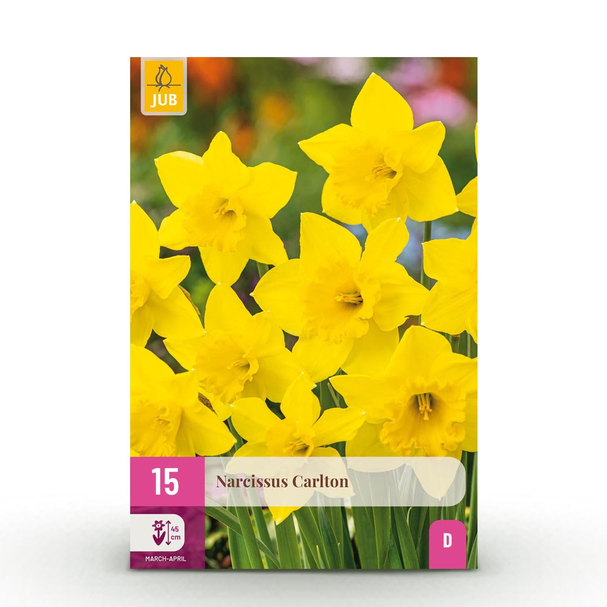 Blumenzwiebeln – Narcissus ‘Carlton’ – winterhart & mehrjährig – gelb – 15 Stück – Knollengröße 12/14 – XXL Pack - Green Guardia - Ihr Experte für Schädlinge und Pflanzen