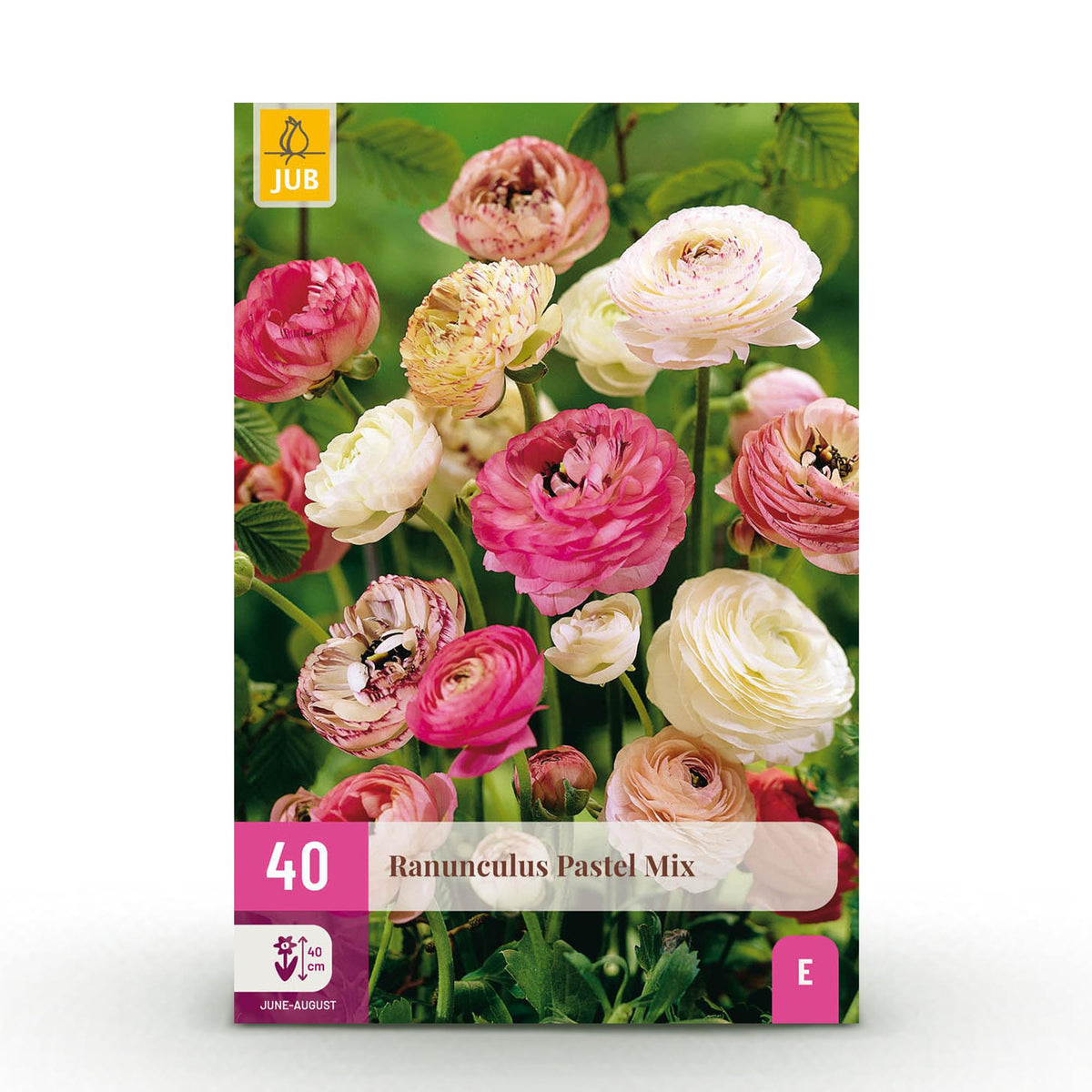 Blumenzwiebeln – Ranunculus Pastel Mix – winterhart & mehrjährig – verschiedene Farben – 40 Stück – Zwiebelgröße 5/6 – XXL Pack - Green Guardia - Ihr Experte für Schädlinge und Pflanzen