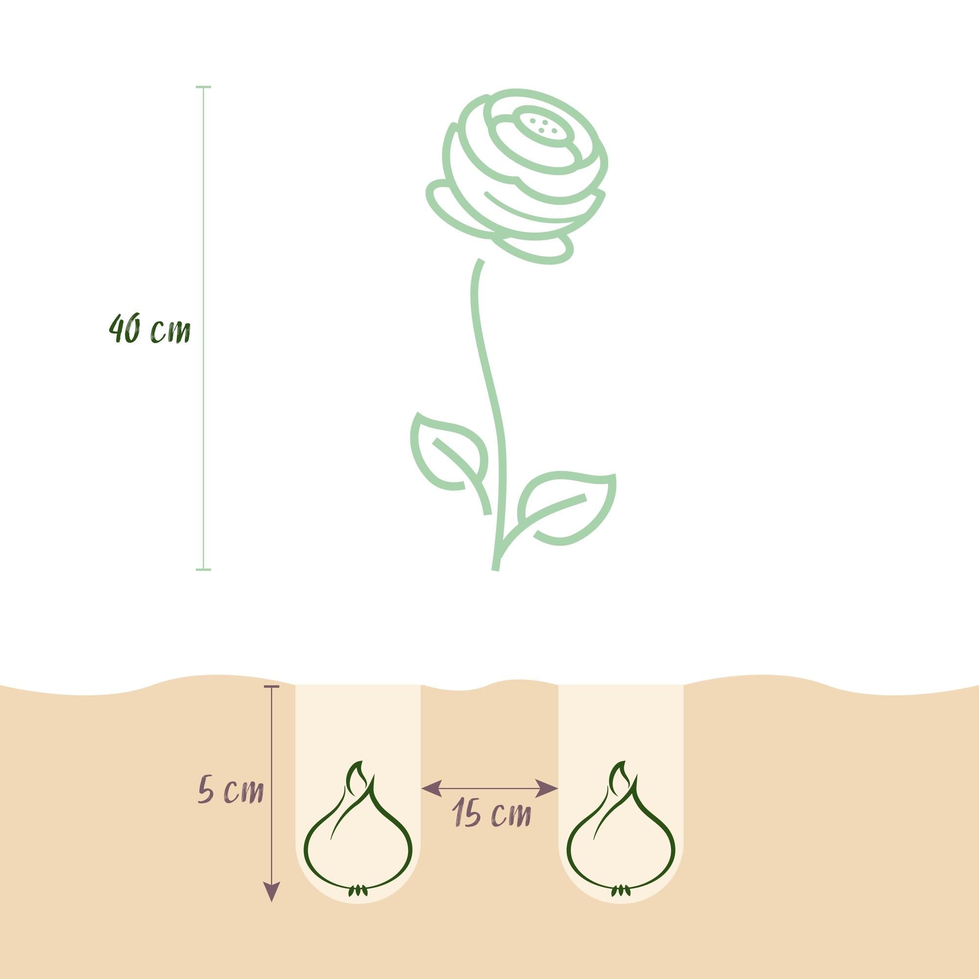 Blumenzwiebeln – Ranunculus Pastel Mix – winterhart & mehrjährig – verschiedene Farben – 40 Stück – Zwiebelgröße 5/6 – XXL Pack - Green Guardia - Ihr Experte für Schädlinge und Pflanzen