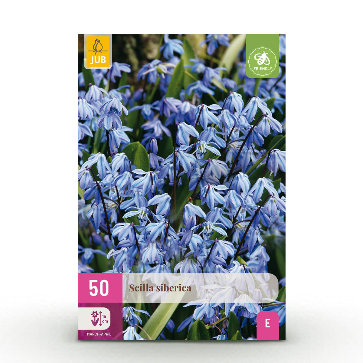 Blumenzwiebeln – Scilla siberica – winterhart & mehrjährig – lila – 50 Stück – Zwiebelgröße 7/8 – XXL Pack - Green Guardia - Ihr Experte für Schädlinge und Pflanzen
