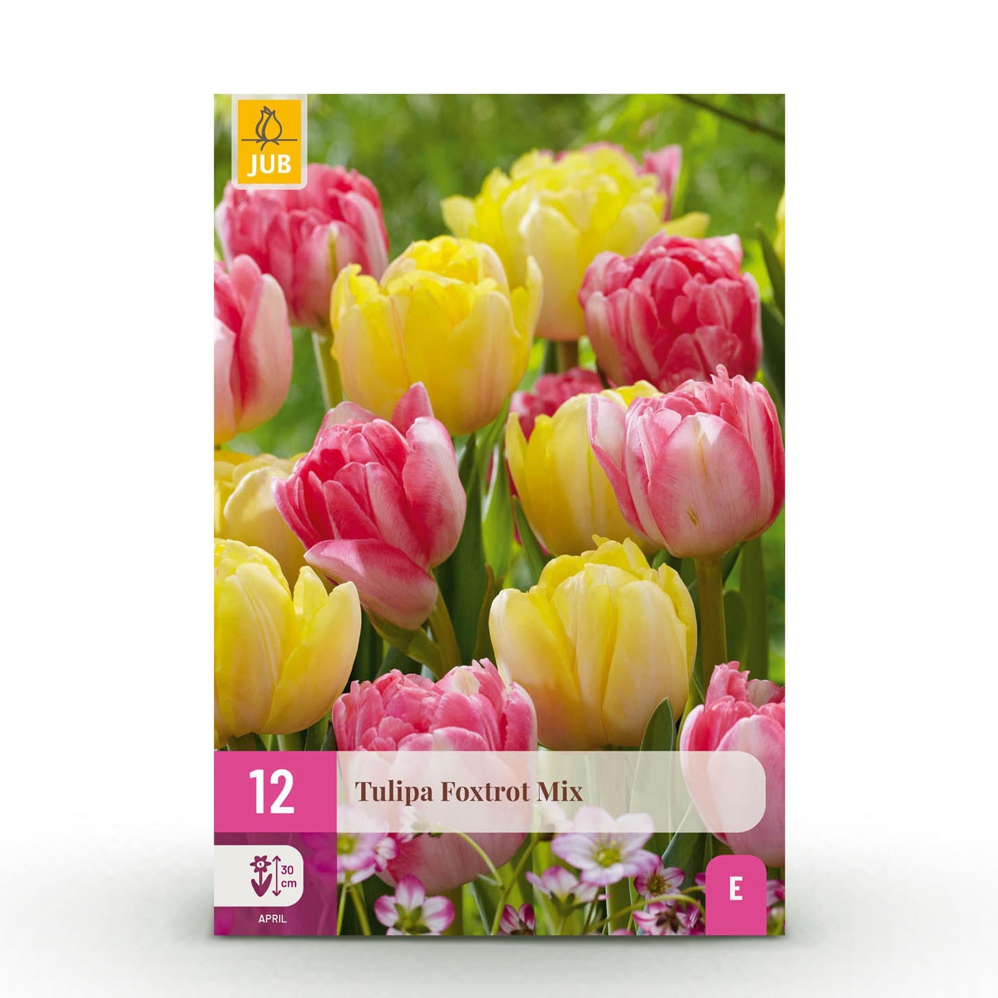 Blumenzwiebeln – Tulpe Foxtrot Mix – winterhart & mehrjährig – verschiedene Farben – 12 Stück – Zwiebelgröße 11/12 – XXL Pack - Green Guardia - Ihr Experte für Schädlinge und Pflanzen