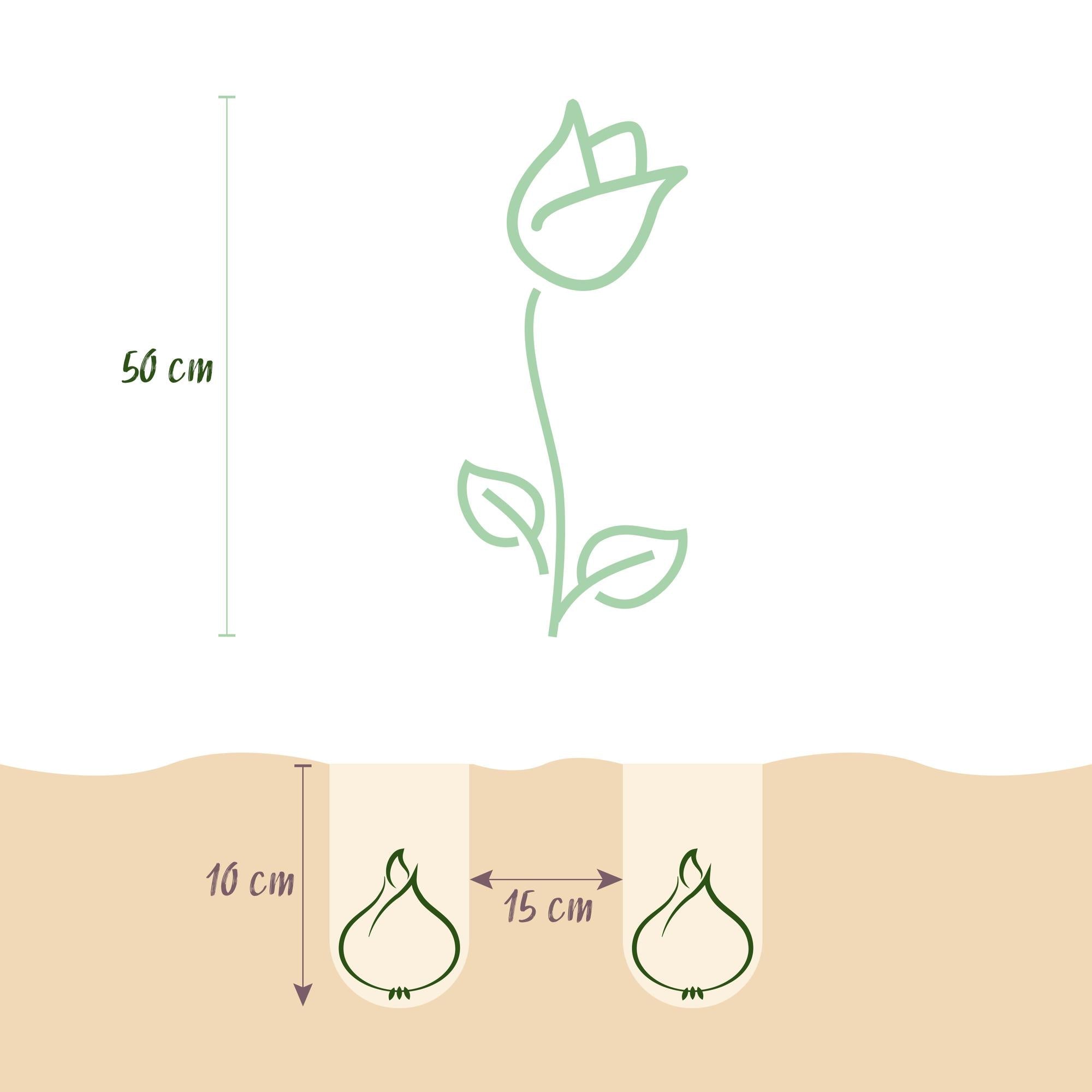 Blumenzwiebeln – Tulpe Triumph Mix – winterhart & mehrjährig – verschiedene Farben – 15 Stück – Zwiebelgröße 11/12 – XXL Pack - Green Guardia - Ihr Experte für Schädlinge und Pflanzen