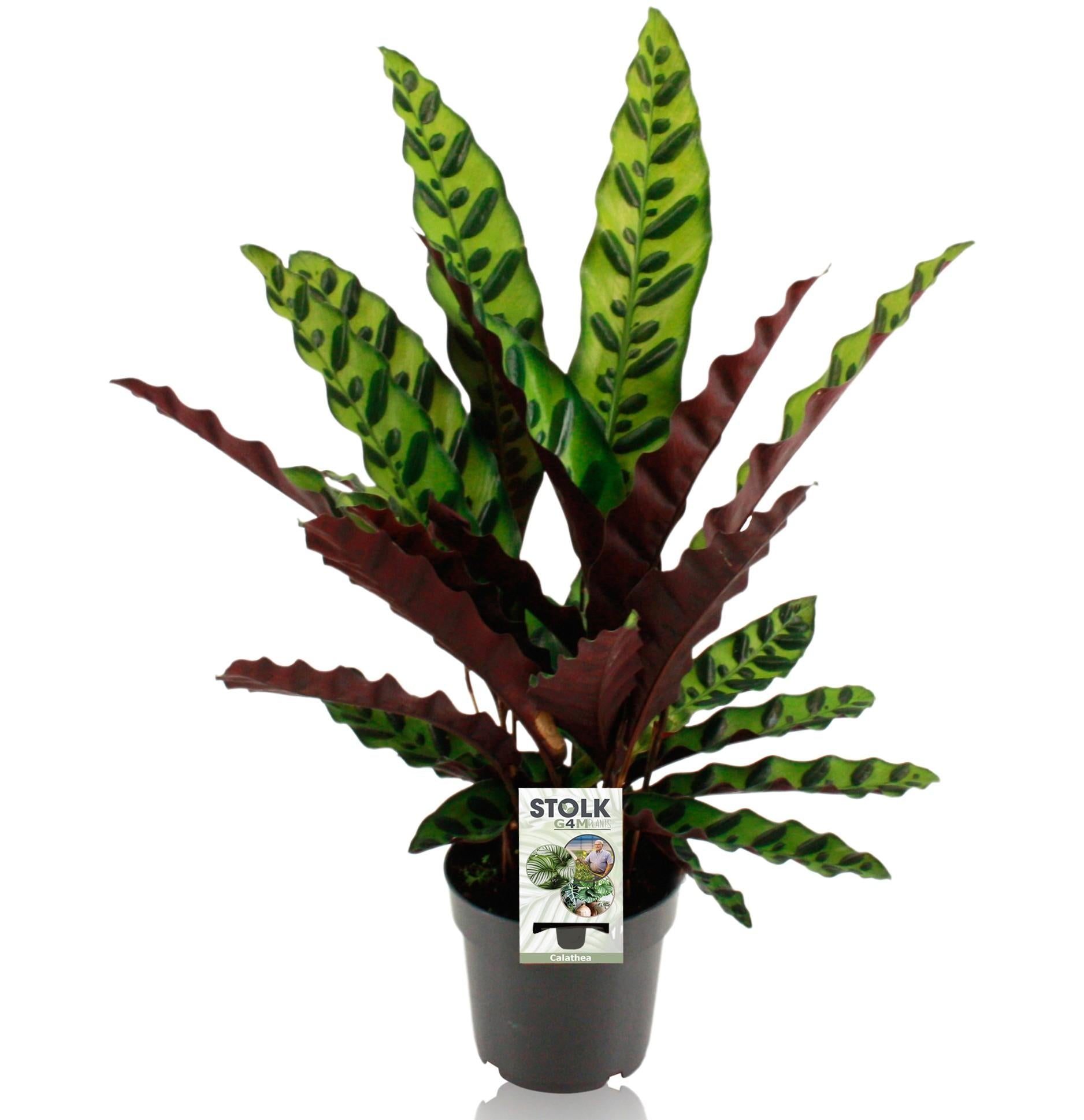 Calathea lancifolia ‘Insignis’ – Korbmarante – 14 cm Topf, 45 cm hoch - Green Guardia - Ihr Experte für Schädlinge und Pflanzen