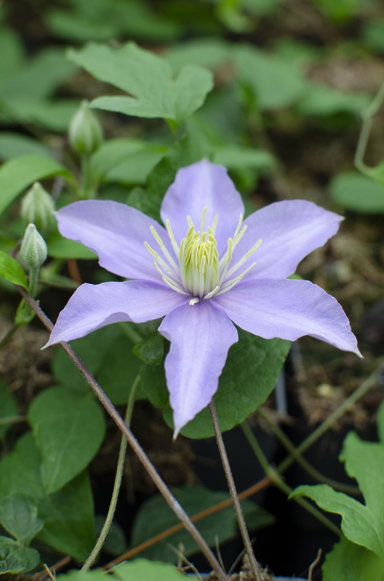 Clematis ‘Justa’ – zartviolette Blüten, 15 cm Topf, 65 cm Höhe - Green Guardia - Ihr Experte für Schädlinge und Pflanzen