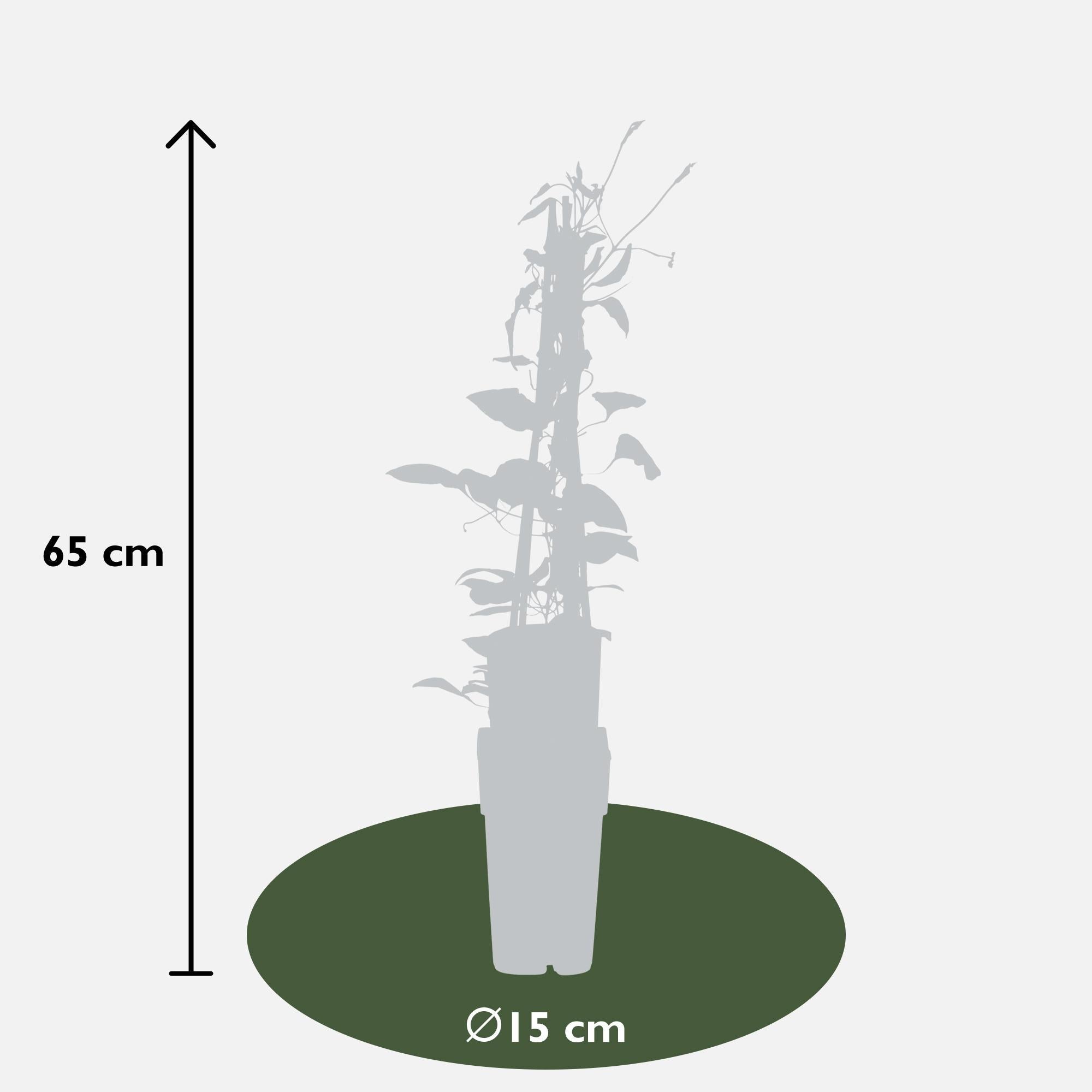 Clematis ‘Rouge Cardinal’ – kräftig rot blühende Kletterpflanze, 15 cm Topf, 65 cm Höhe - Green Guardia - Ihr Experte für Schädlinge und Pflanzen