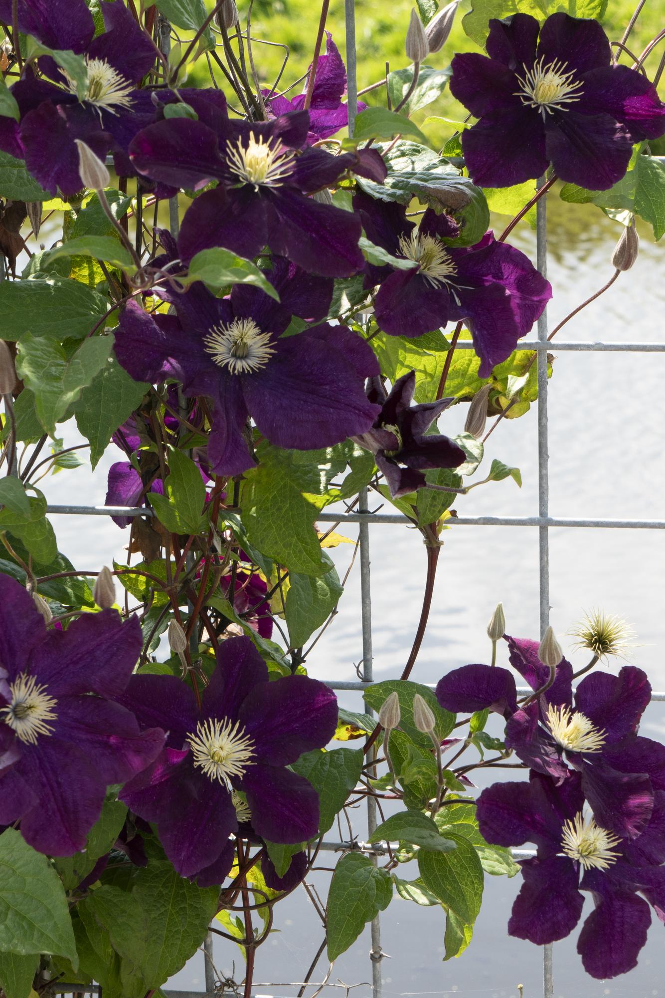Clematis ‘Warszawska Nike’ – tiefviolette Blüten, 15 cm Topf, 65 cm Höhe - Green Guardia - Ihr Experte für Schädlinge und Pflanzen