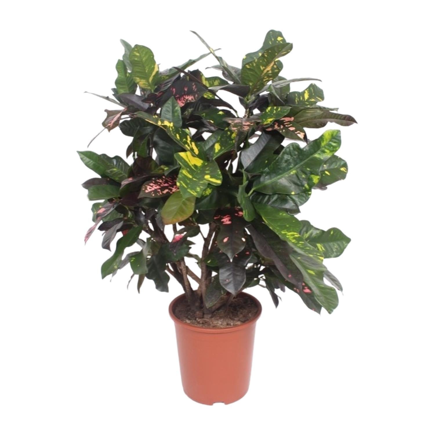 Codiaeum ‘Magnificent’ (Croton Magnificent) – Wunderstrauch – 27 cm Topf, 110 cm hoch - Green Guardia - Ihr Experte für Schädlinge und Pflanzen