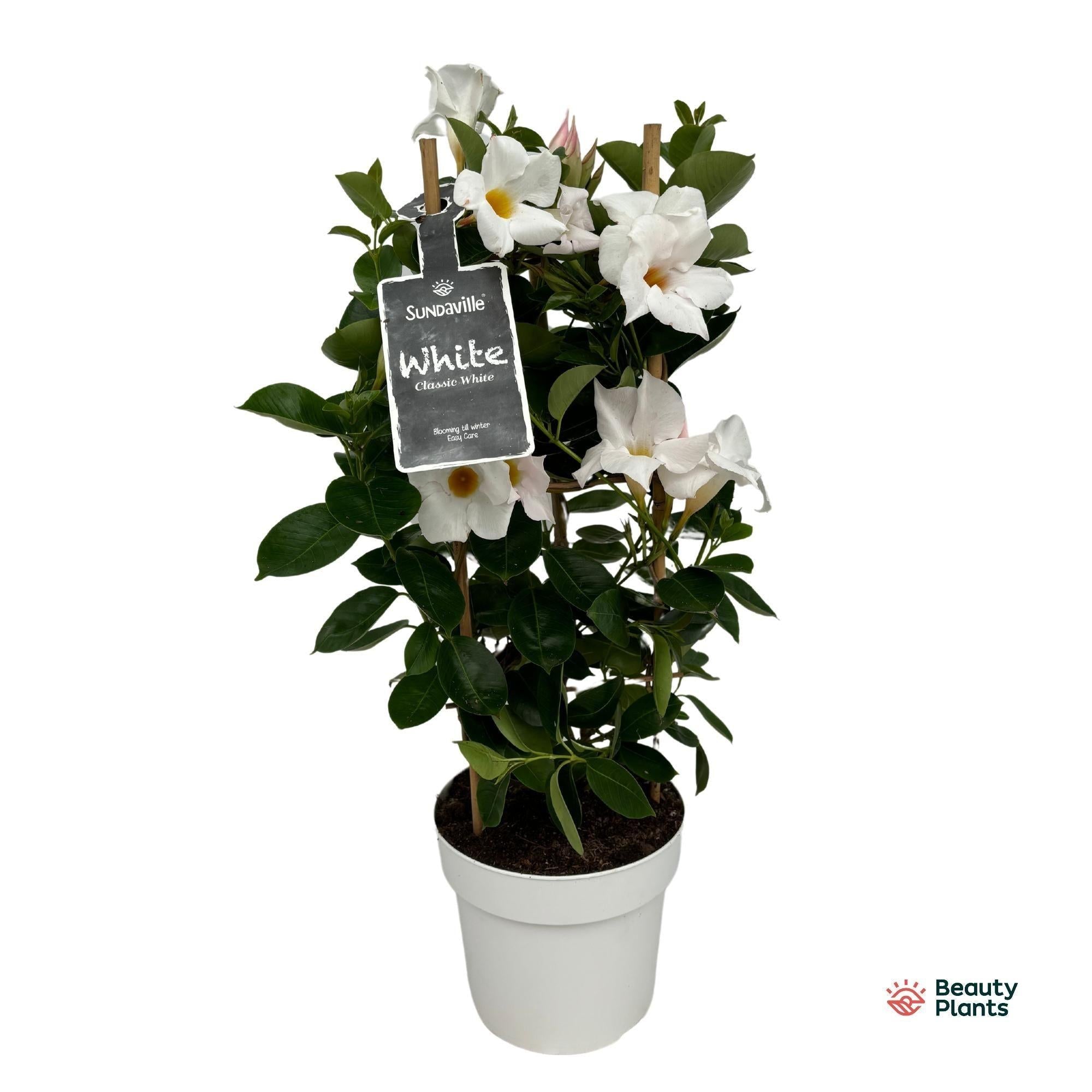 Dipladenia „Sundaville White“ (Mandevilla) – 55–95 cm - Green Guardia - Ihr Experte für Schädlinge und Pflanzen