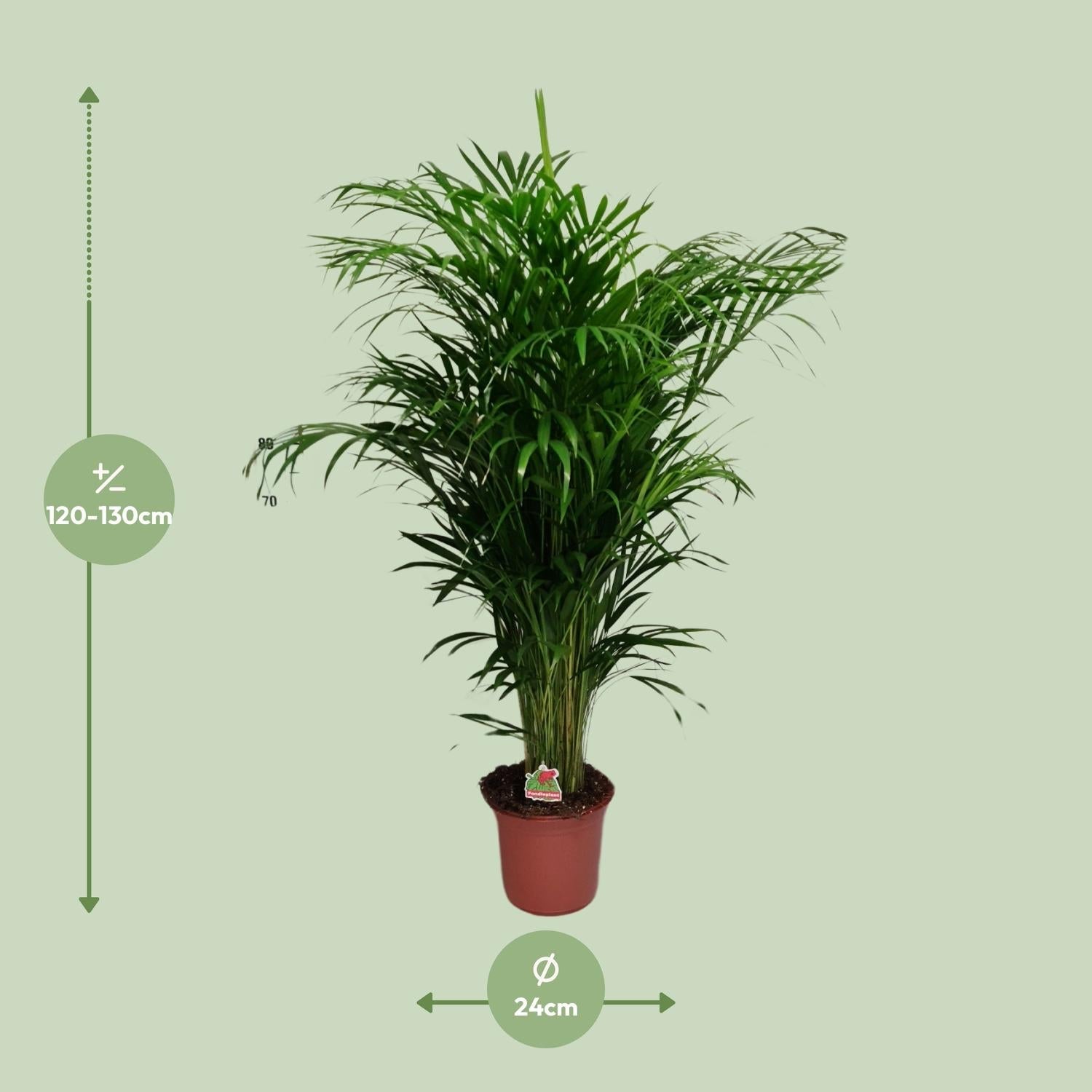 Dypsis Lutescens – Areca Palme - 40 - 125 cm - Green Guardia - Ihr Experte für Schädlinge und Pflanzen