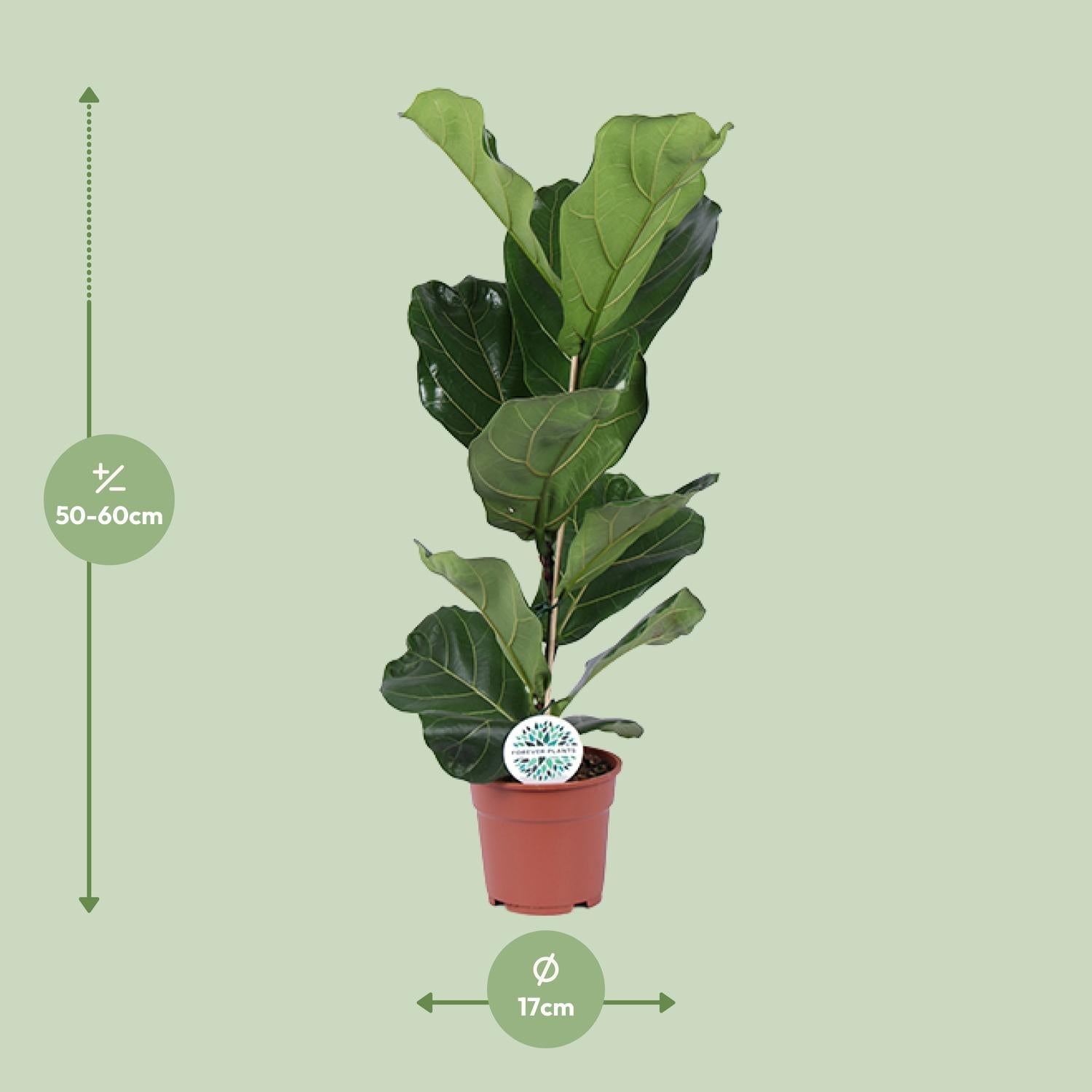 Ficus Lyrata – Geigenfeige - 30 - 130 cm - Green Guardia - Ihr Experte für Schädlinge und Pflanzen