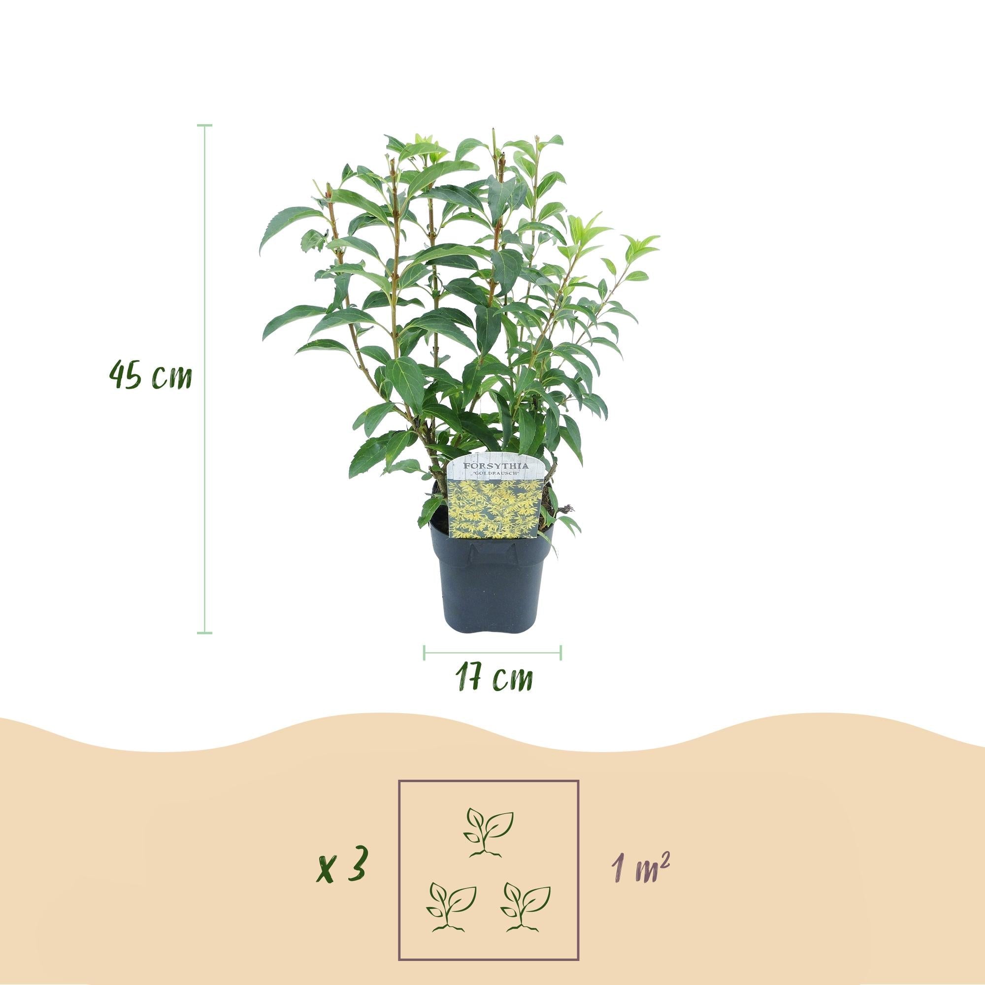 Forsythie ‘Goldrauch’ – gelbblühender Strauch, 1 Pflanze, 17 cm Topf, 45 cm hoch - Green Guardia - Ihr Experte für Schädlinge und Pflanzen
