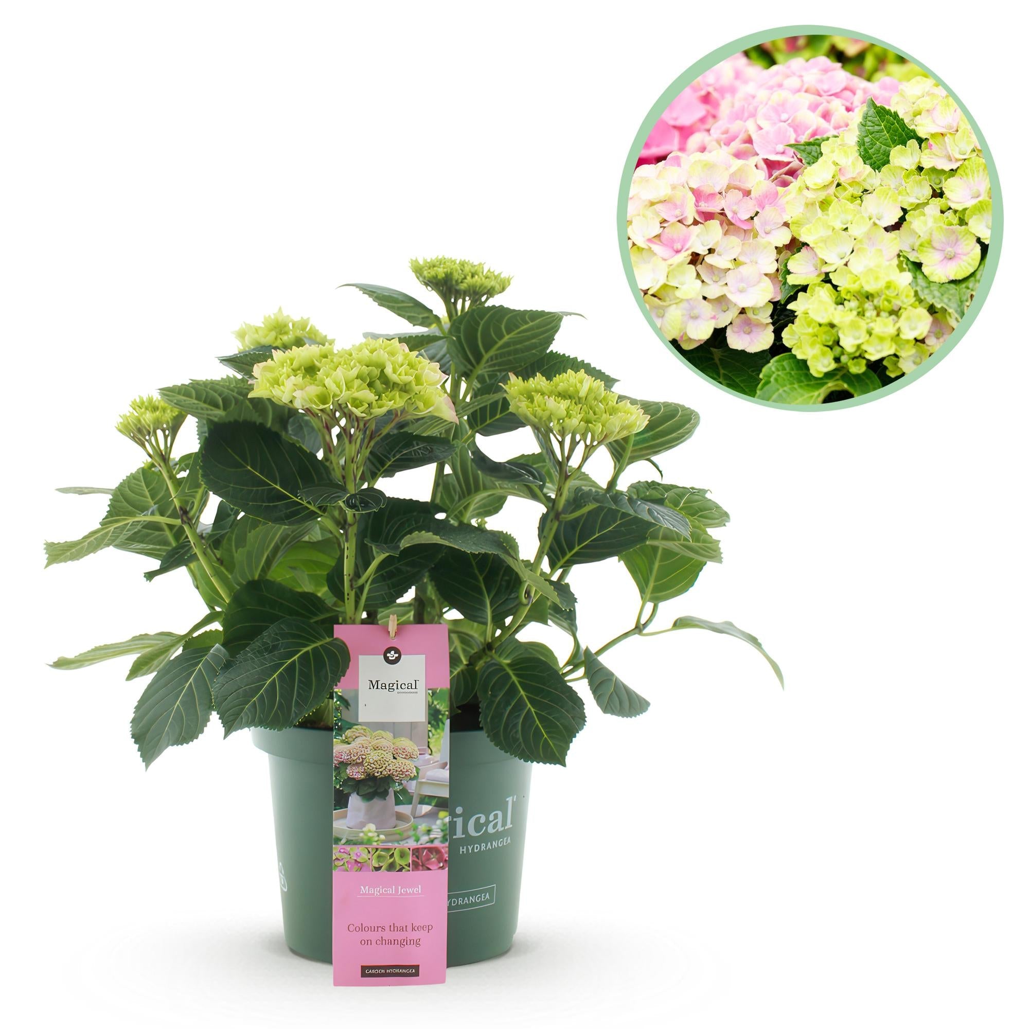 Hydrangea ‘Magical Jewel Pink’ – rosa Hortensie für Balkon & Garten, 23 cm Topf, 55 cm Höhe - Green Guardia - Ihr Experte für Schädlinge und Pflanzen