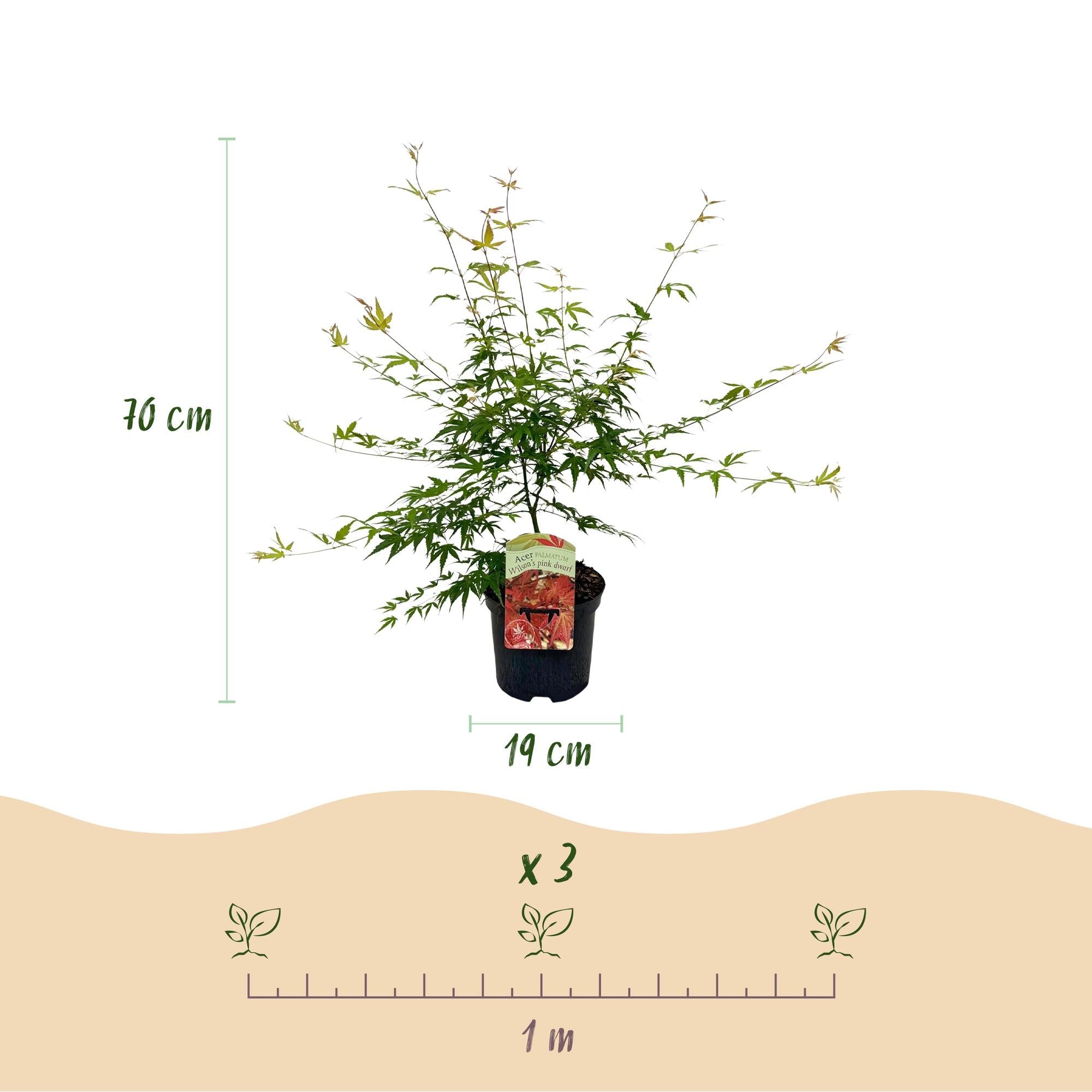 Japanischer Ahorn ‘Pink Dwarf’ – laubabwerfend, rosa Färbung, 19 cm Topf, 70 cm hoch - Green Guardia - Ihr Experte für Schädlinge und Pflanzen