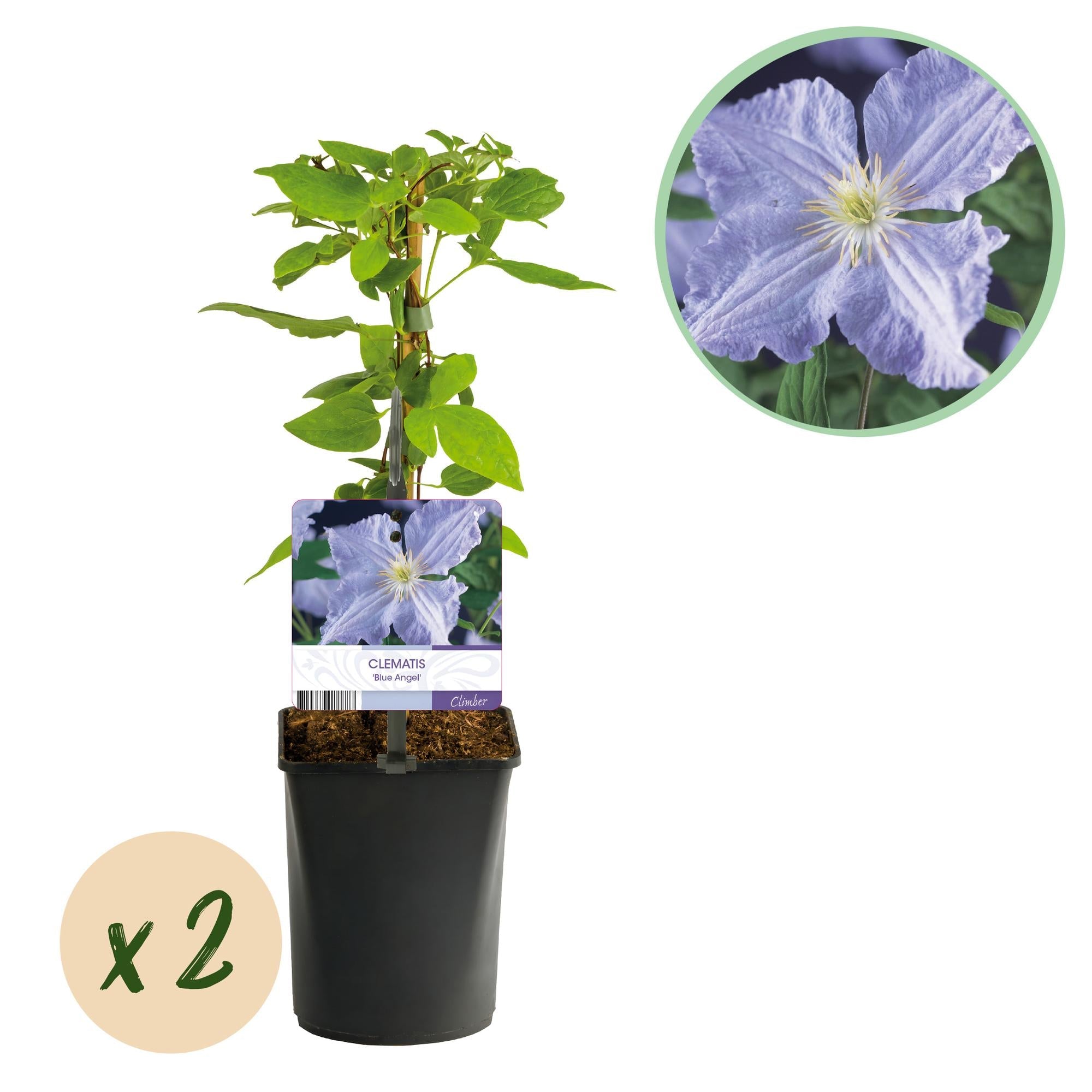 Kletterpflanze – Clematis ‘Blue Angel’ – hellblaue Blüte – pflegeleicht – 2 Pflanzen – 11 cm Topf, ca. 40 cm hoch - Green Guardia - Ihr Experte für Schädlinge und Pflanzen
