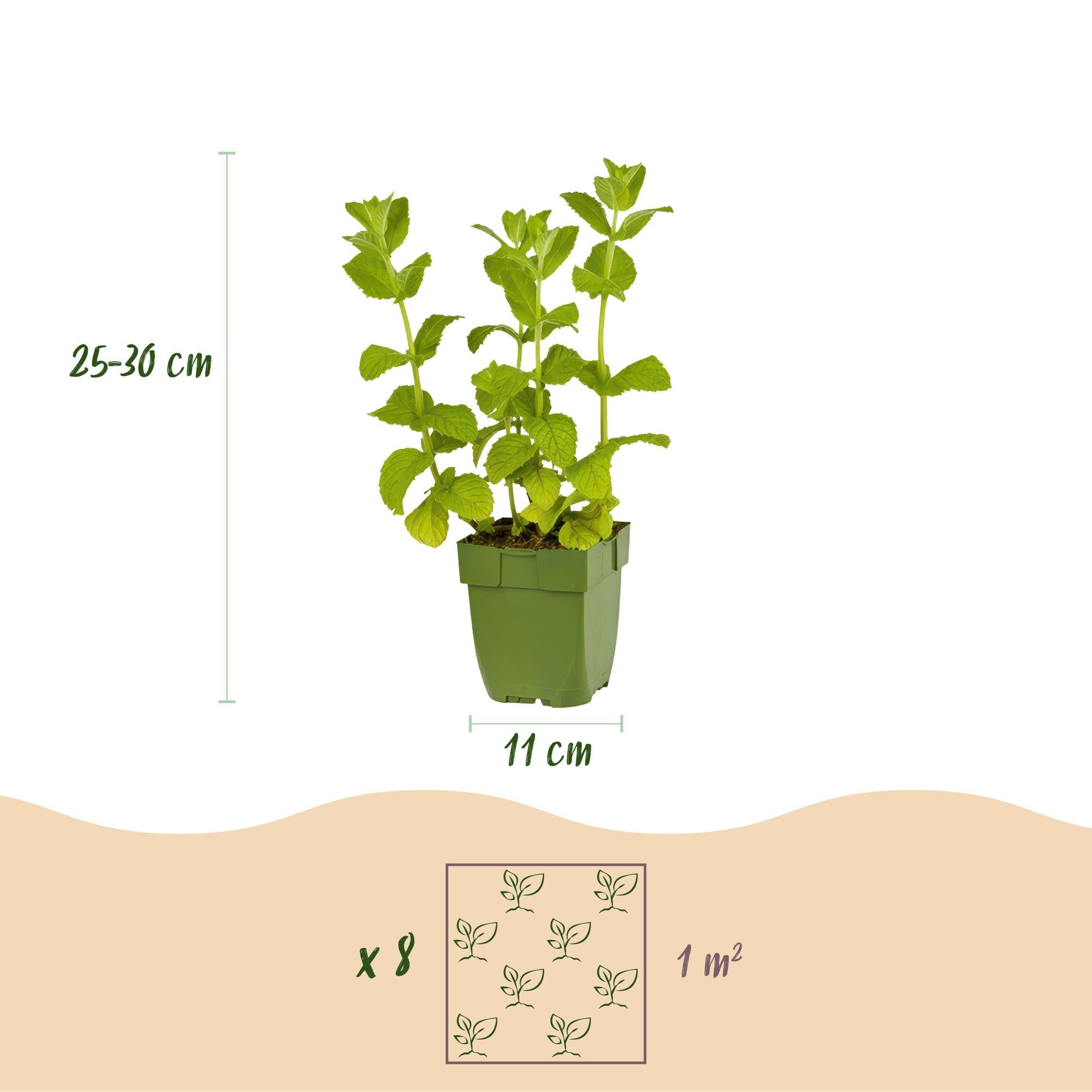 Kräuterpaket – Kräutertee – 8 Stauden – für ca. 1 m² – pflegeleicht – 11 cm Topf - Green Guardia - Ihr Experte für Schädlinge und Pflanzen