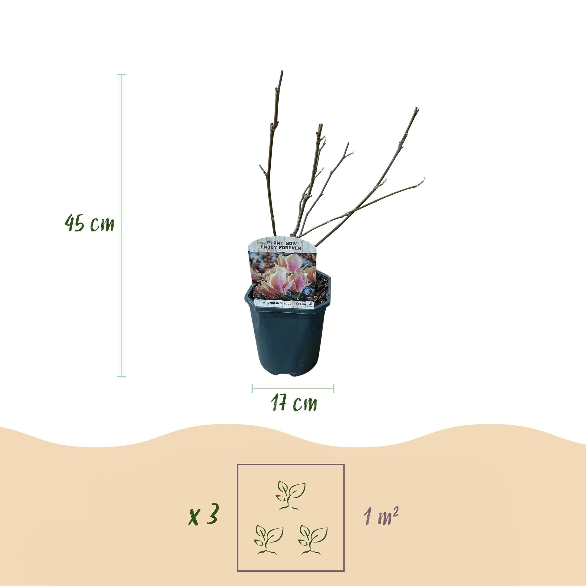 Magnolia soulangiana – Strauch mit hellrosa Blüten, 17 cm Topf, 45 cm Höhe - Green Guardia - Ihr Experte für Schädlinge und Pflanzen