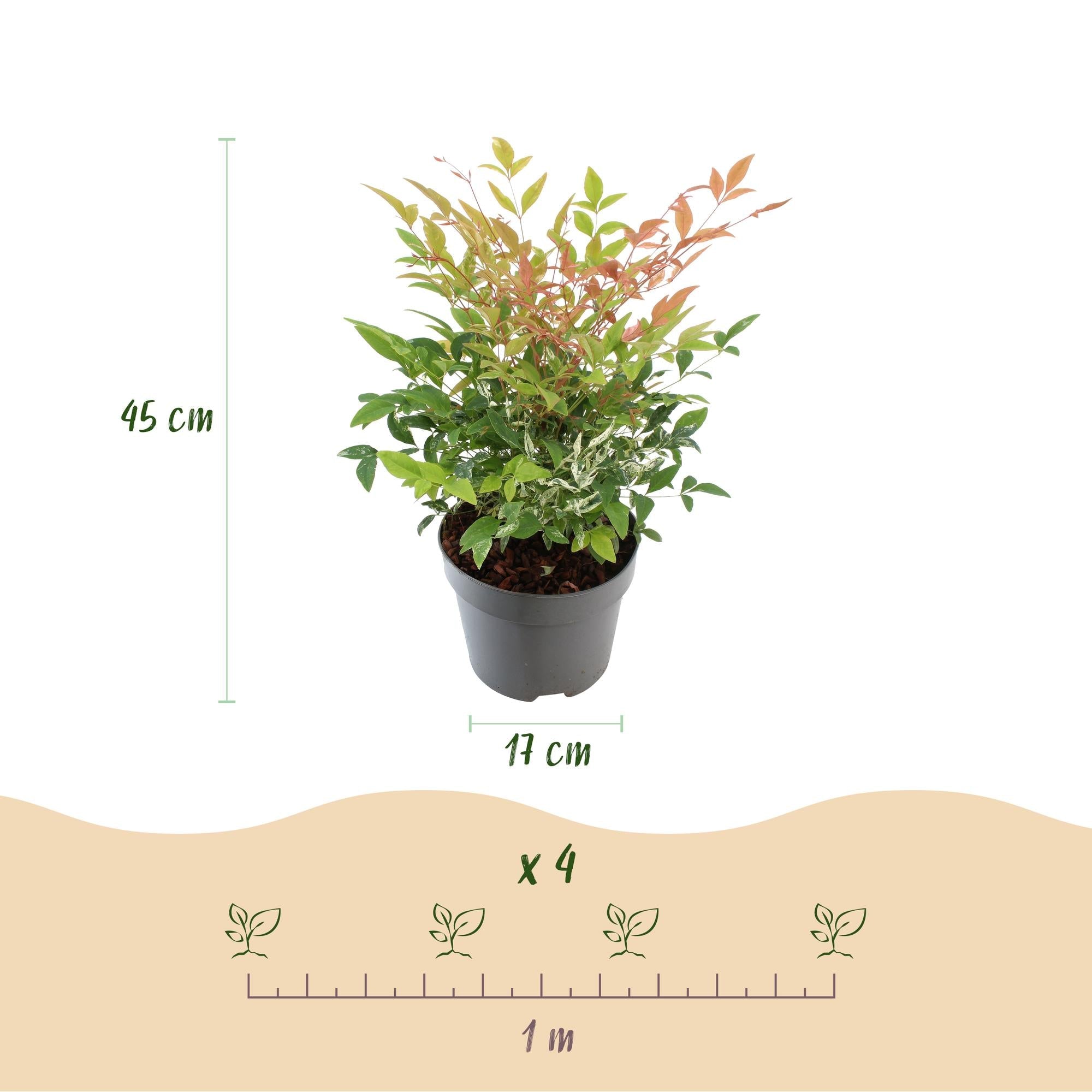 Nandina ‘Twilight’ – immergrün & pflegeleicht – bunt - rosa – 17 cm Topf, ca. 45 cm hoch - Green Guardia - Ihr Experte für Schädlinge und Pflanzen