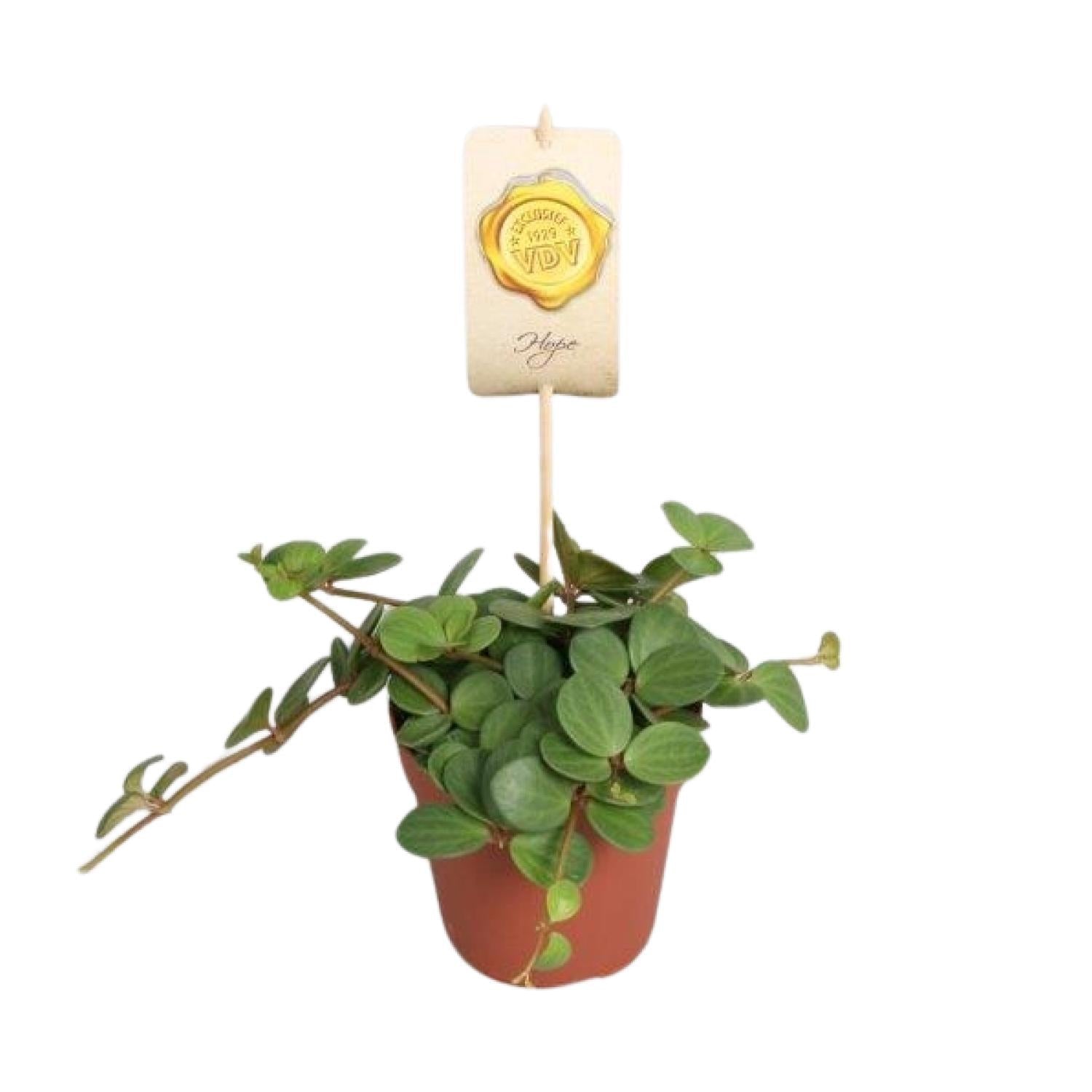 Peperomia ‘Hope’ – Peperomie - 12cm Topf, 15cm hoch - Green Guardia - Ihr Experte für Schädlinge und Pflanzen