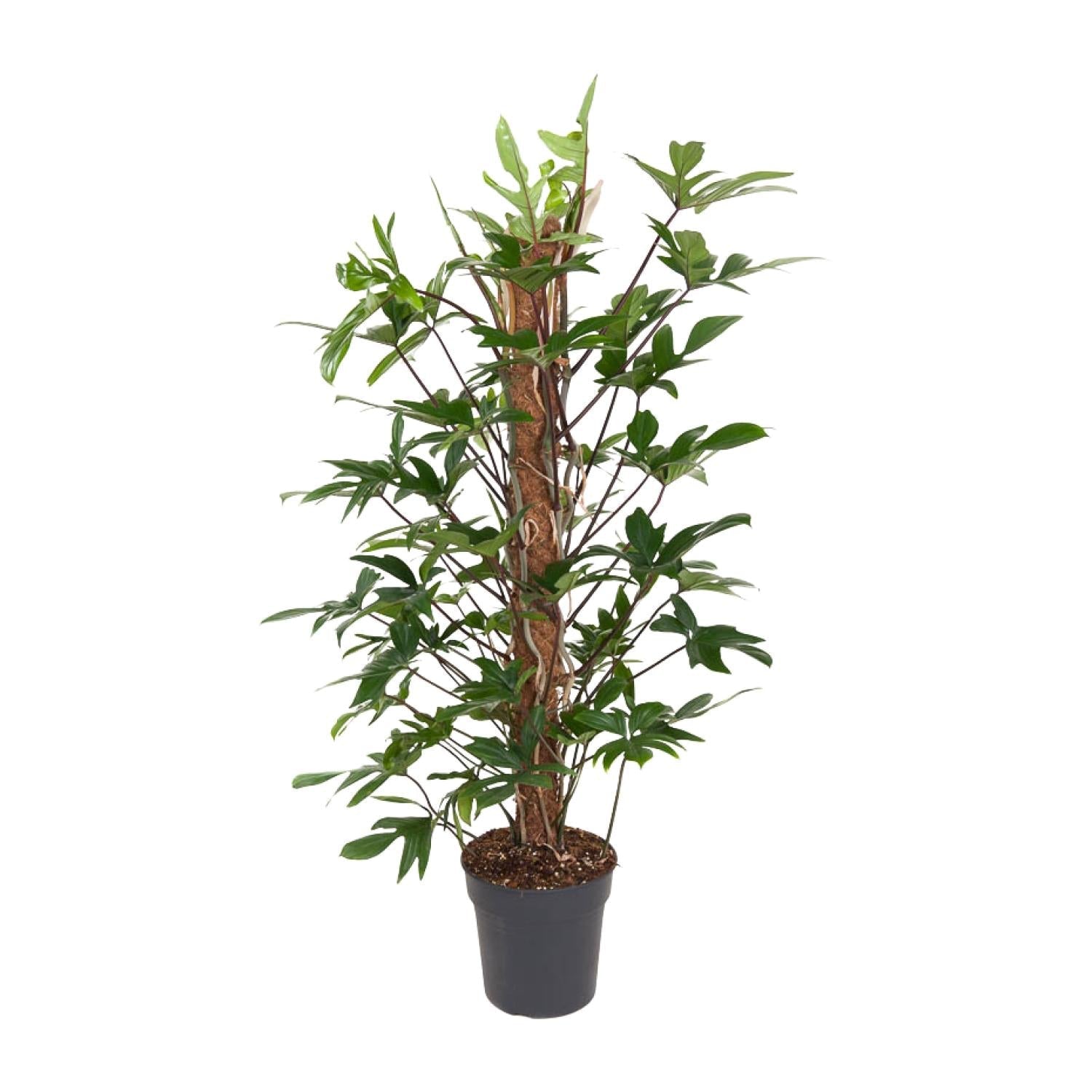 Philodendron pedatum – Baumfreund – 24 cm Topf, 120 cm hoch - Green Guardia - Ihr Experte für Schädlinge und Pflanzen