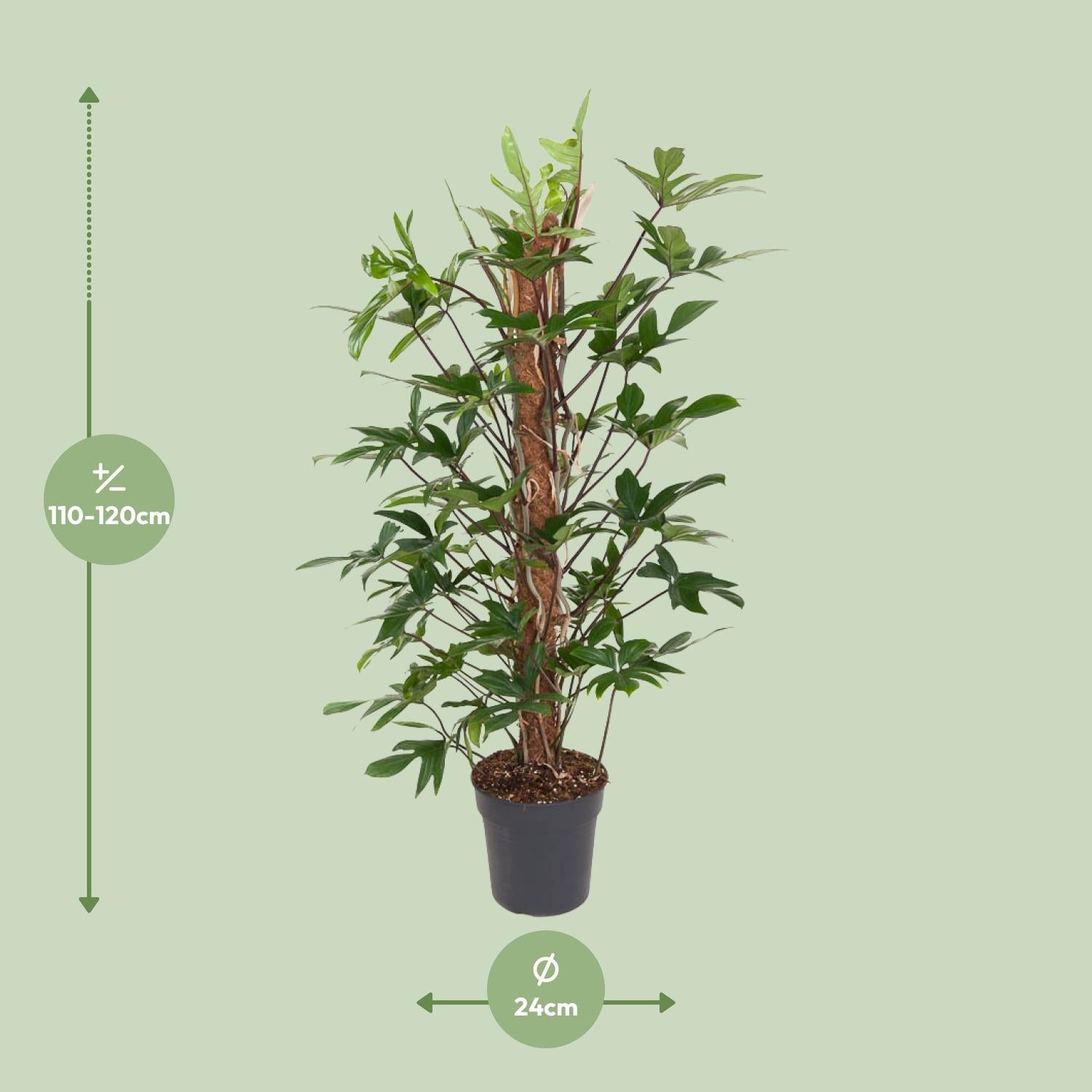 Philodendron pedatum – Baumfreund – 24 cm Topf, 120 cm hoch - Green Guardia - Ihr Experte für Schädlinge und Pflanzen