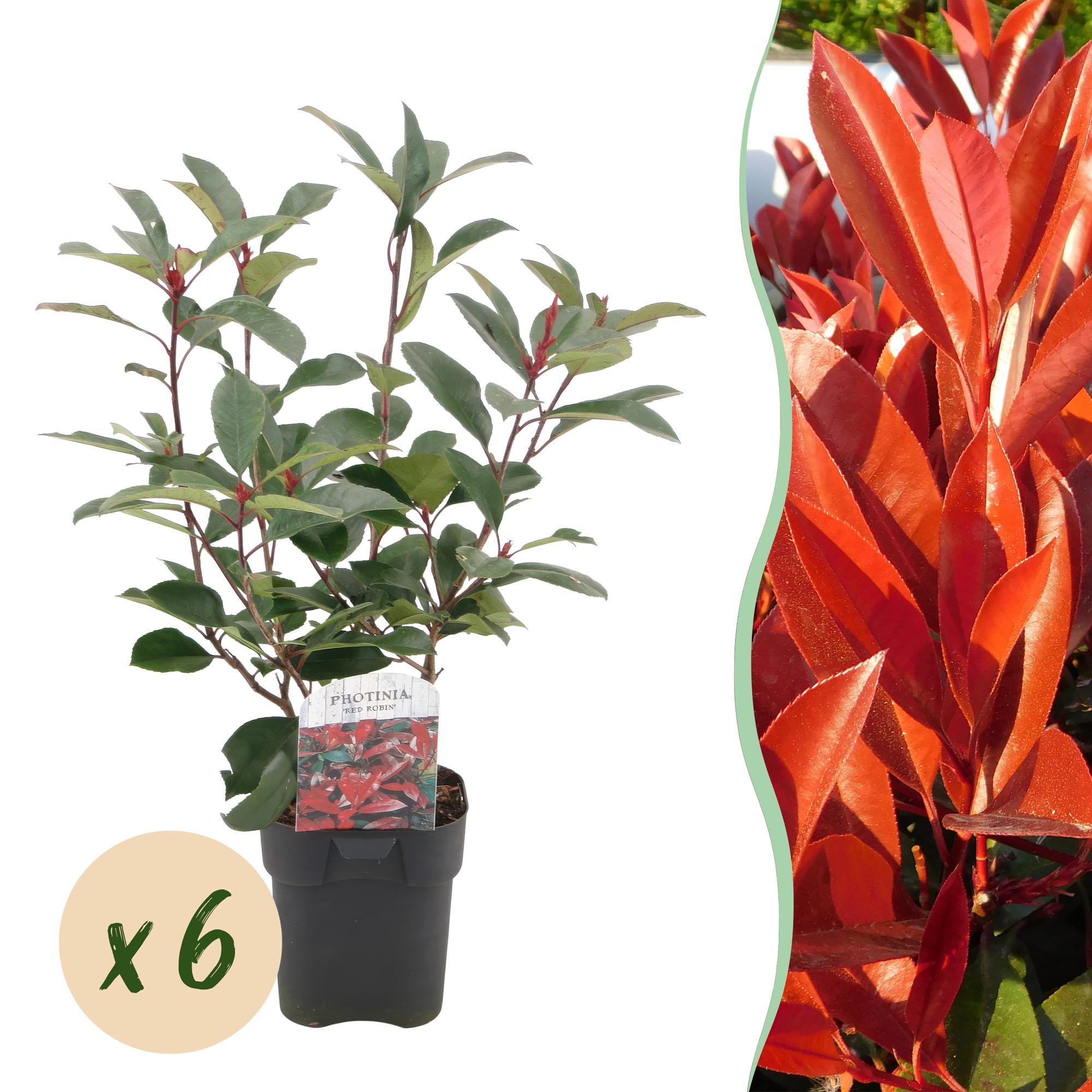Photinia Fraseri ‘Red Robin’ – Glanzmispel, immergrün, 6 Pflanzen – 17 cm Topf, 50 cm hoch - Green Guardia - Ihr Experte für Schädlinge und Pflanzen