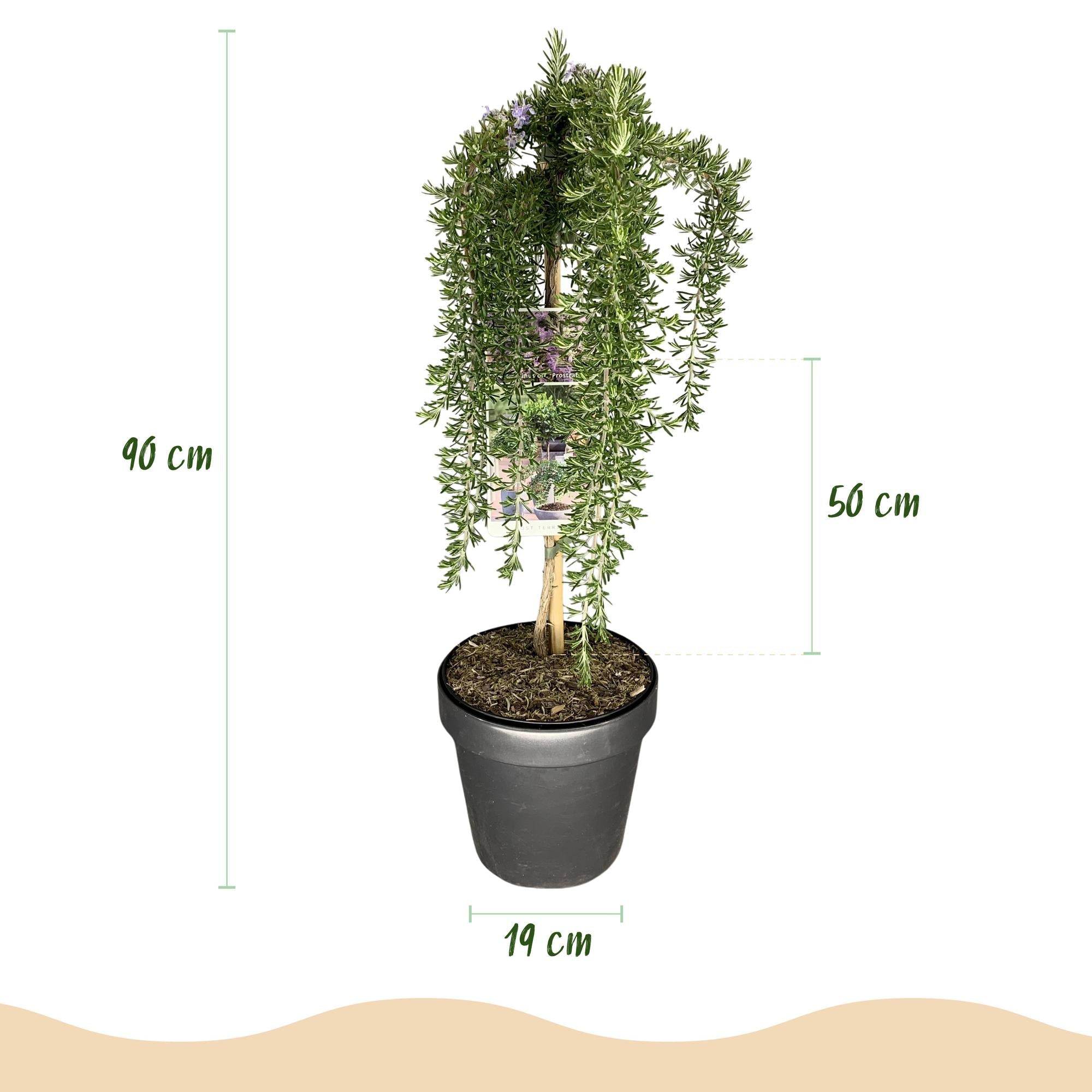 Rosmarinus officinalis ‚Prostratus‘ – Terrassenpflanze – immergrün & winterhart – lila Blüte – 19 cm Topf, ca. 90 cm hoch - Green Guardia - Ihr Experte für Schädlinge und Pflanzen