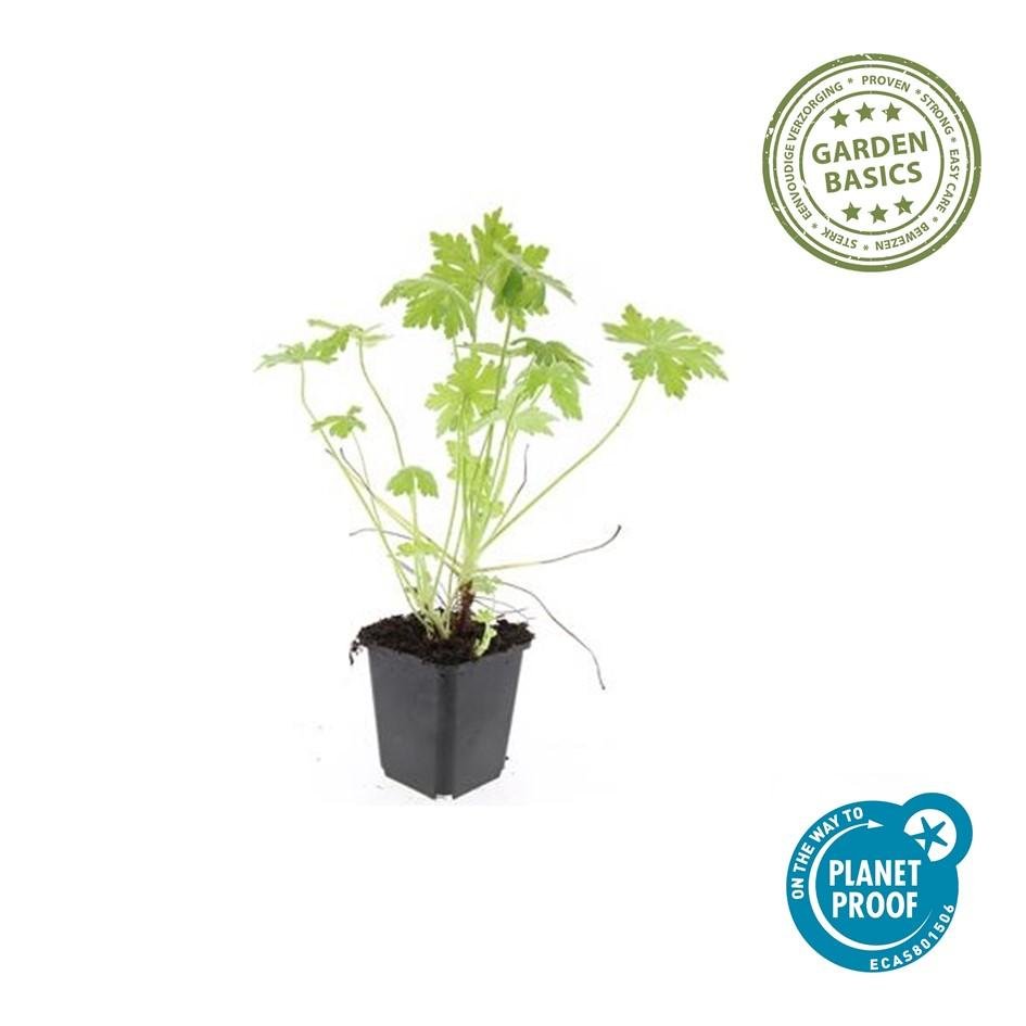 Storchschnabel (Geranium macrorrhizum) – 9 cm Topf, 10–25 cm Höhe - Green Guardia - Ihr Experte für Schädlinge und Pflanzen