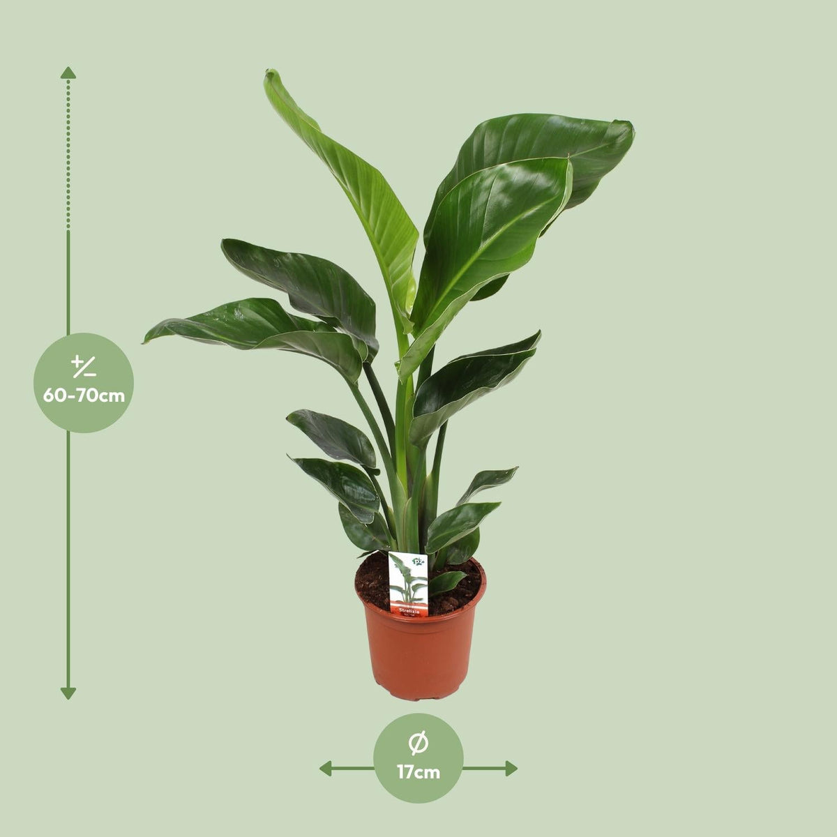 Strelitzia Nicolai – Weiße Paradiesvogelblume - 60 - 170 cm - Green Guardia - Ihr Experte für Schädlinge und Pflanzen