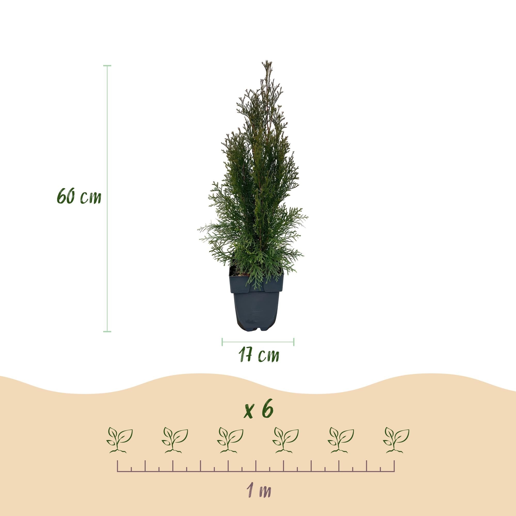 Thuja 'Smaragd' – immergrüne Heckenpflanze, 6 Pflanzen pro Meter, 17 - cm Topf, 60 cm Höhe - Green Guardia - Ihr Experte für Schädlinge und Pflanzen