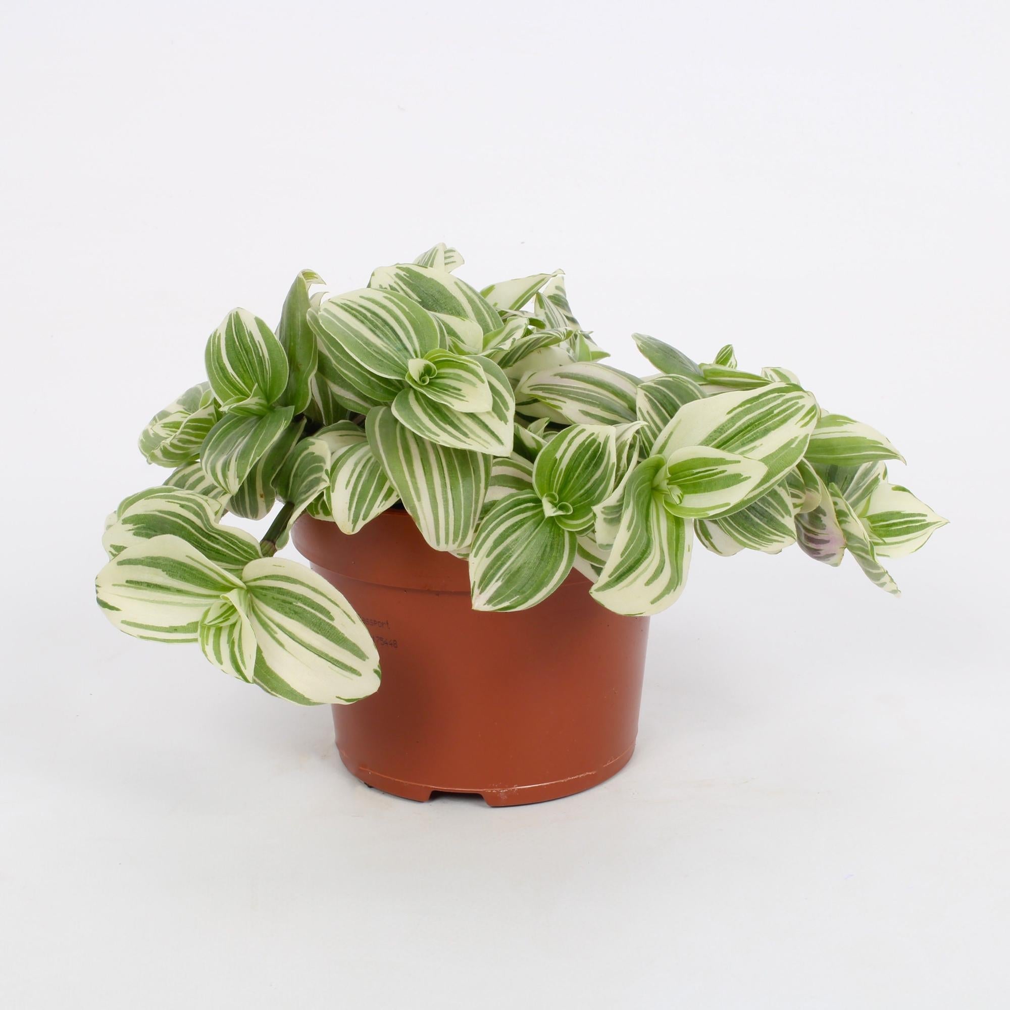 Tradescantia albiflora ‘Giant White Beach’ – Dreimasterblume – 12 cm Topf, 17 cm hoch - Green Guardia - Ihr Experte für Schädlinge und Pflanzen