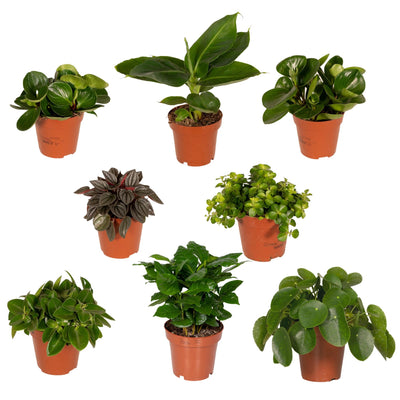 Überraschungsbox – Mix aus Zimmerpflanzen - 5 - 10 Pflanzen pro Set - Green Guardia - Ihr Experte für Schädlinge und Pflanzen
