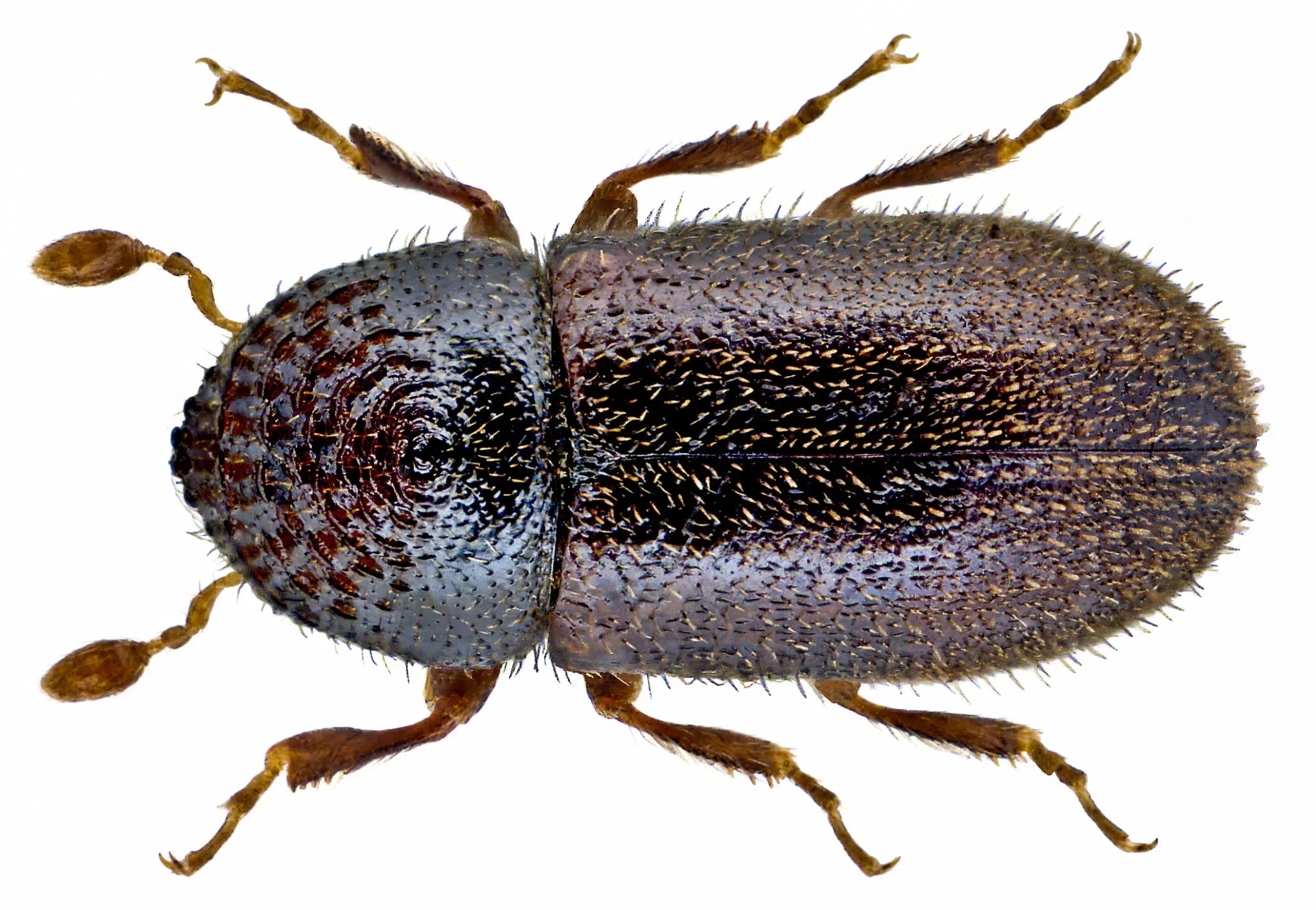 Borkenkäfer bekämpfen: Bohrmehl und Befall am Baumstamm erkennen