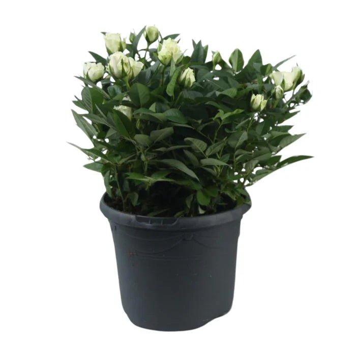 Beetrose ‘Jewel Patio White’ pflegen – Standort, Schnitt & Tipps für gesunde weiße Zwergrosen - Green Guardia - Ihr Experte für Schädlinge und Pflanzen