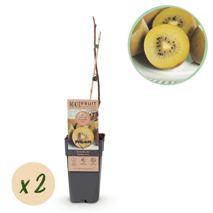 Gelbe Kiwi „Golden Kiwi“ pflegen – Standort, Rankhilfe & süße Ernte im eigenen Garten - Green Guardia - Ihr Experte für Schädlinge und Pflanzen
