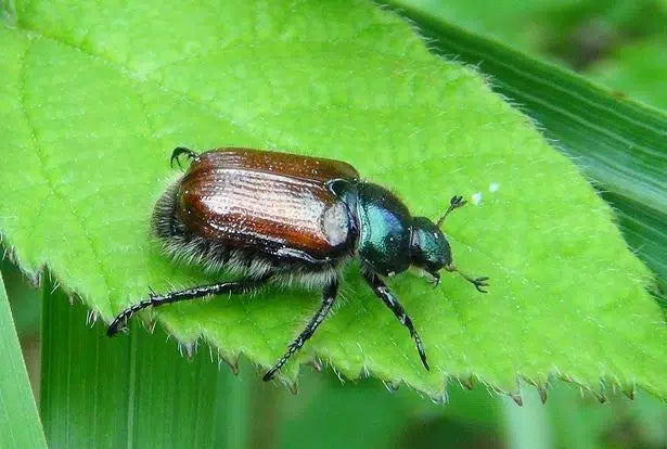 Gartenlaubkäfer bekämpfen: Engerlinge im Rasen erkennen und Boden natürlich schützen