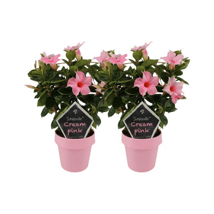 Mandevilla Sundaville Cream Pink – Zartrosa Blütentraum für Balkon und Terrasse - Green Guardia - Ihr Experte für Schädlinge und Pflanzen