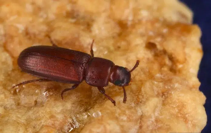 Reismehlkäfer bekämpfen – Vorratsschädling in Küche und Lager erkennen