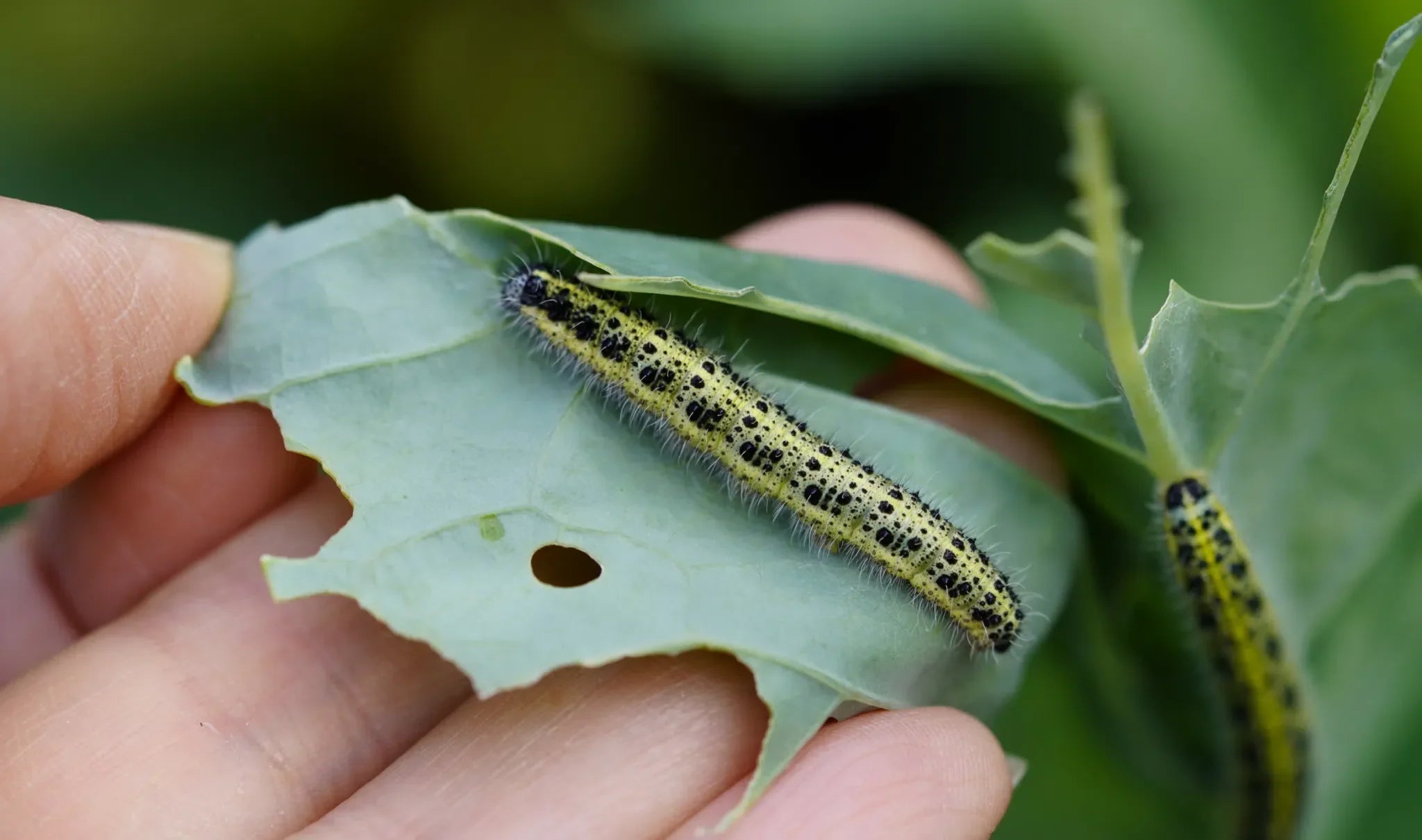 Schadschmetterlinge an Gemüse effektiv bekämpfen: Natürliche und umweltfreundliche Methoden - Green Guardia - Ihr Experte für Schädlinge und Pflanzen
