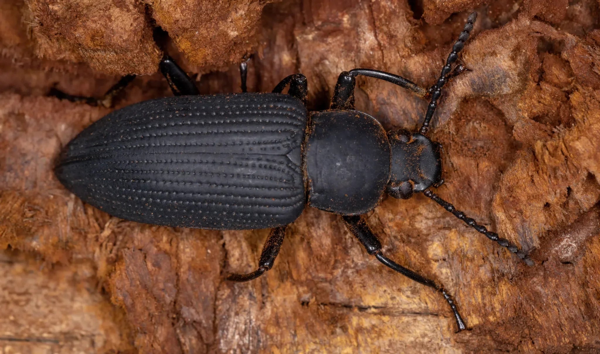 Schwarzkäfer bekämpfen: Natürliche Lösungen und effektive Vorbeugung - Green Guardia - Ihr Experte für Schädlinge und Pflanzen