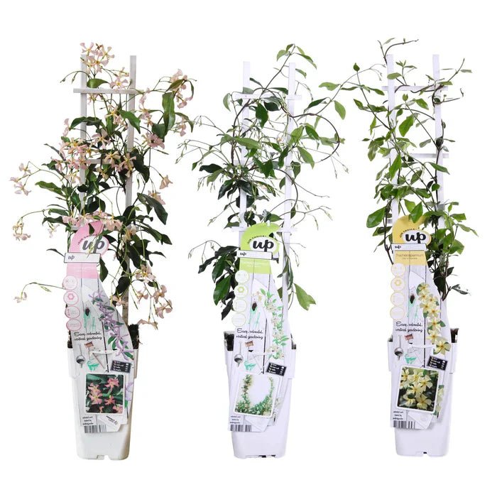 Trachelospermum pflegen – immergrüne Kletterpflanzen für ganzjährigen Sichtschutz - Green Guardia - Ihr Experte für Schädlinge und Pflanzen