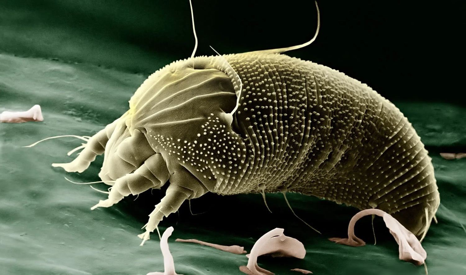 Weichhautmilben an Pflanzen erkennen und natürlich schützen