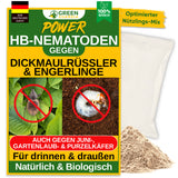 HB nematodes against black vine weevils and grubs 