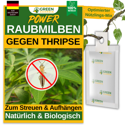 Raubmilben gegen Thripse zum Aufhängen oder Streuen