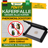 Beetle trap with pheromone attractant 